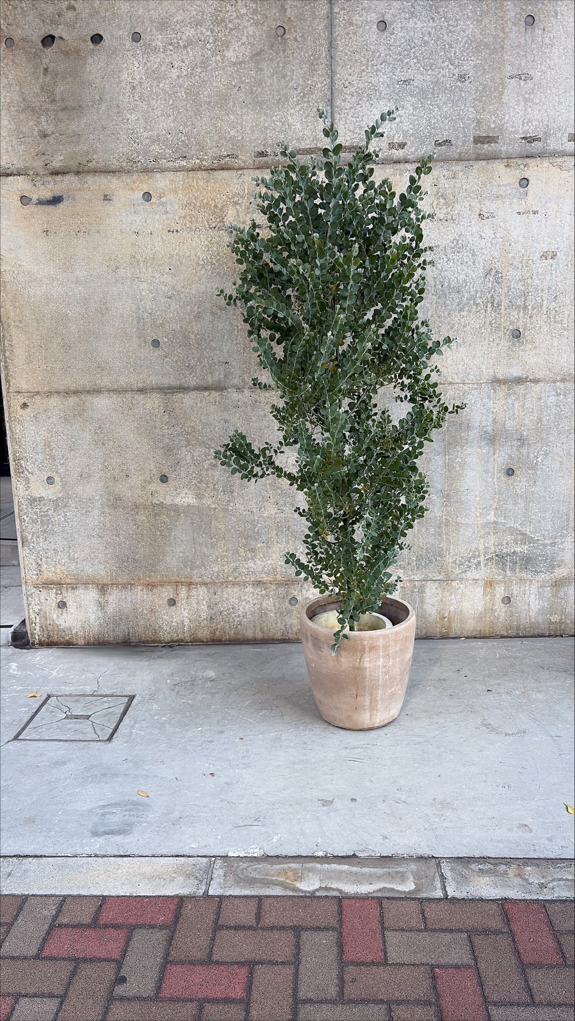 【東京都23区内の方のみ購入可】【送料無料】  アカシア ポダリリーフォリア 10号