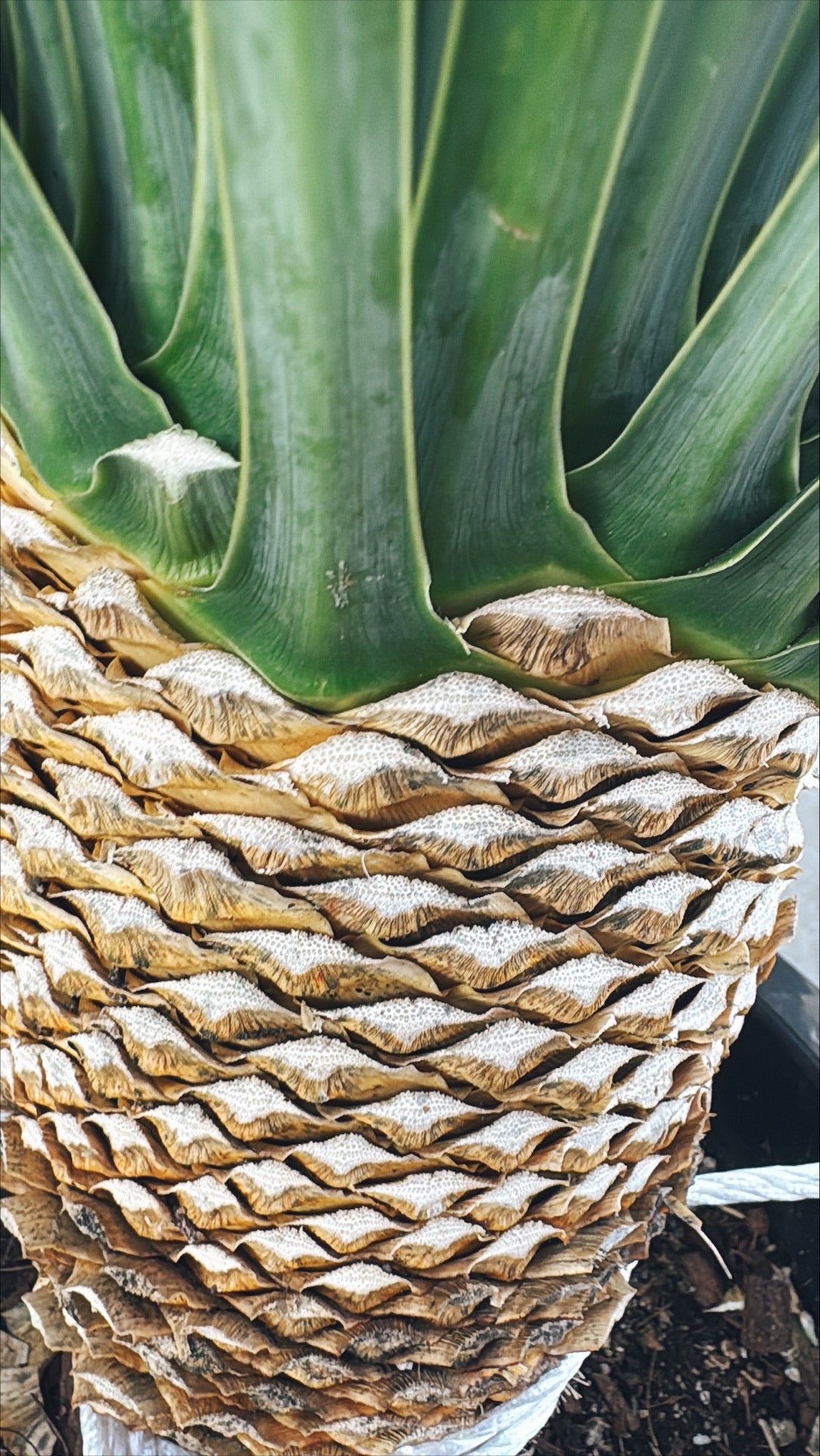 【東京都23区内の方のみ購入可】【送料無料】ユッカ・ロストラータB 10号