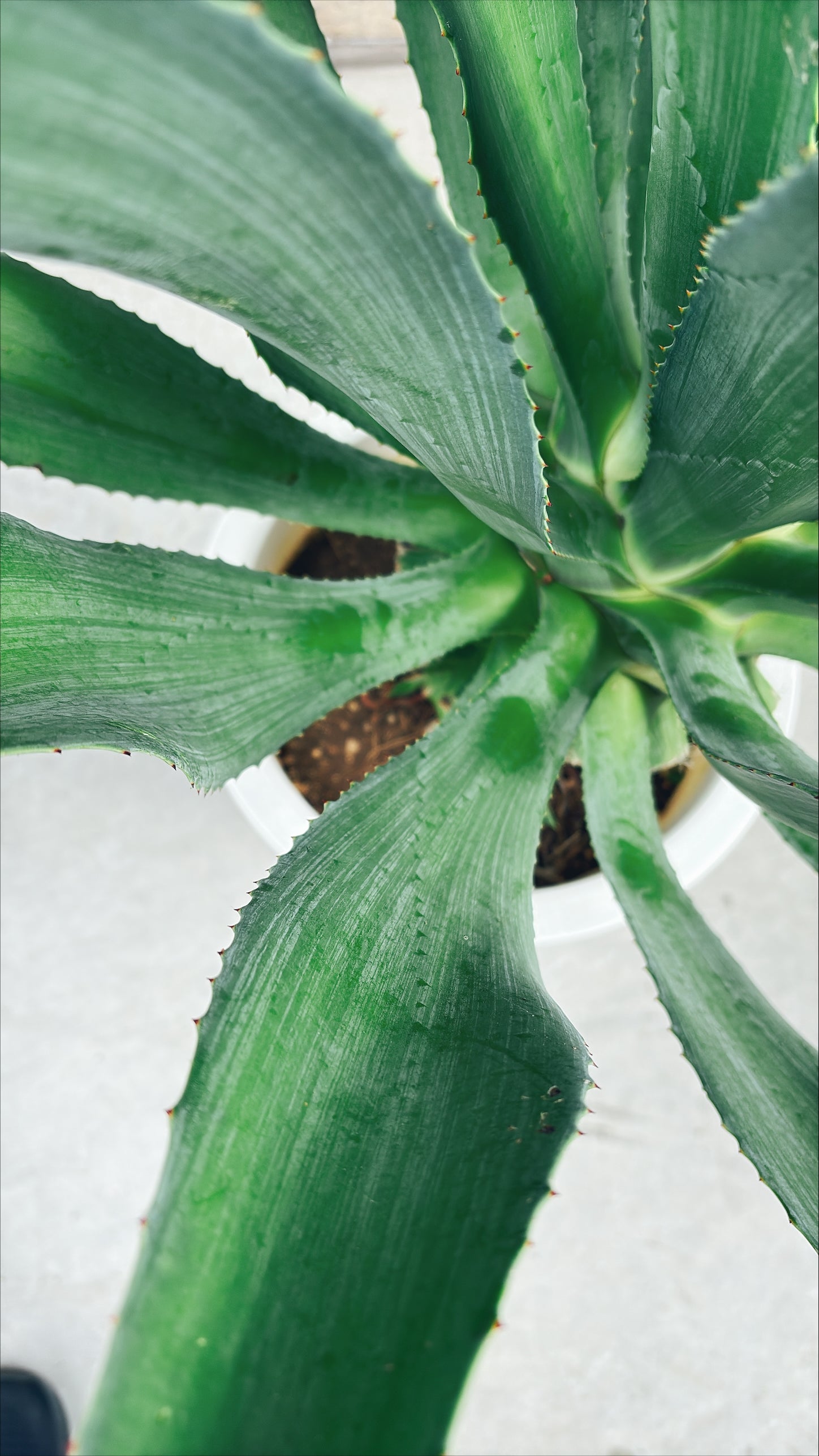 【東京都23区内の方のみ購入可】【送料無料】 アガベ C 10号