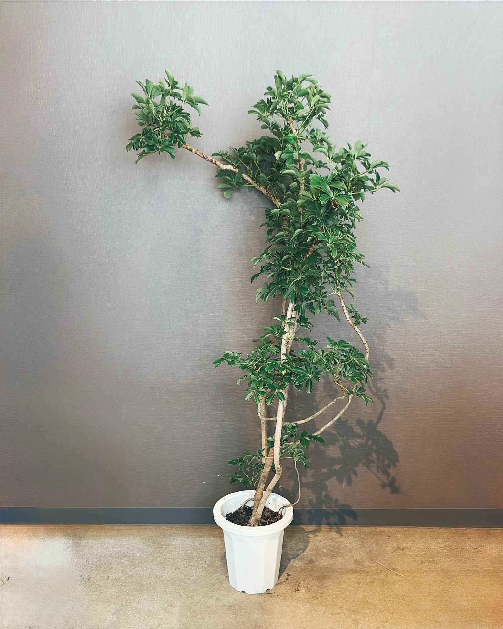 【東京都23区内の方のみ購入可】【送料無料】シェフレラ 10号鉢