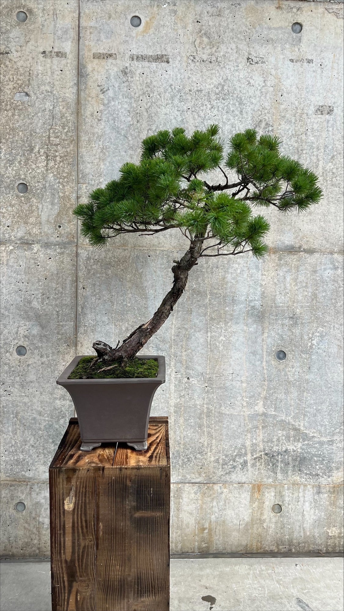 【東京都23区内の方のみ購入可】【送料無料】五葉松盆栽 10号鉢