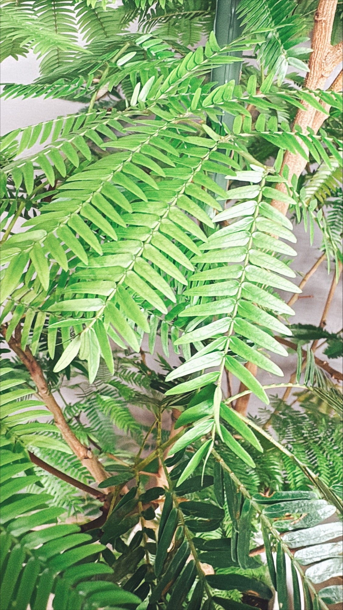 【東京都23区内の方のみ購入可】【送料無料】エバーフレッシュ 10号