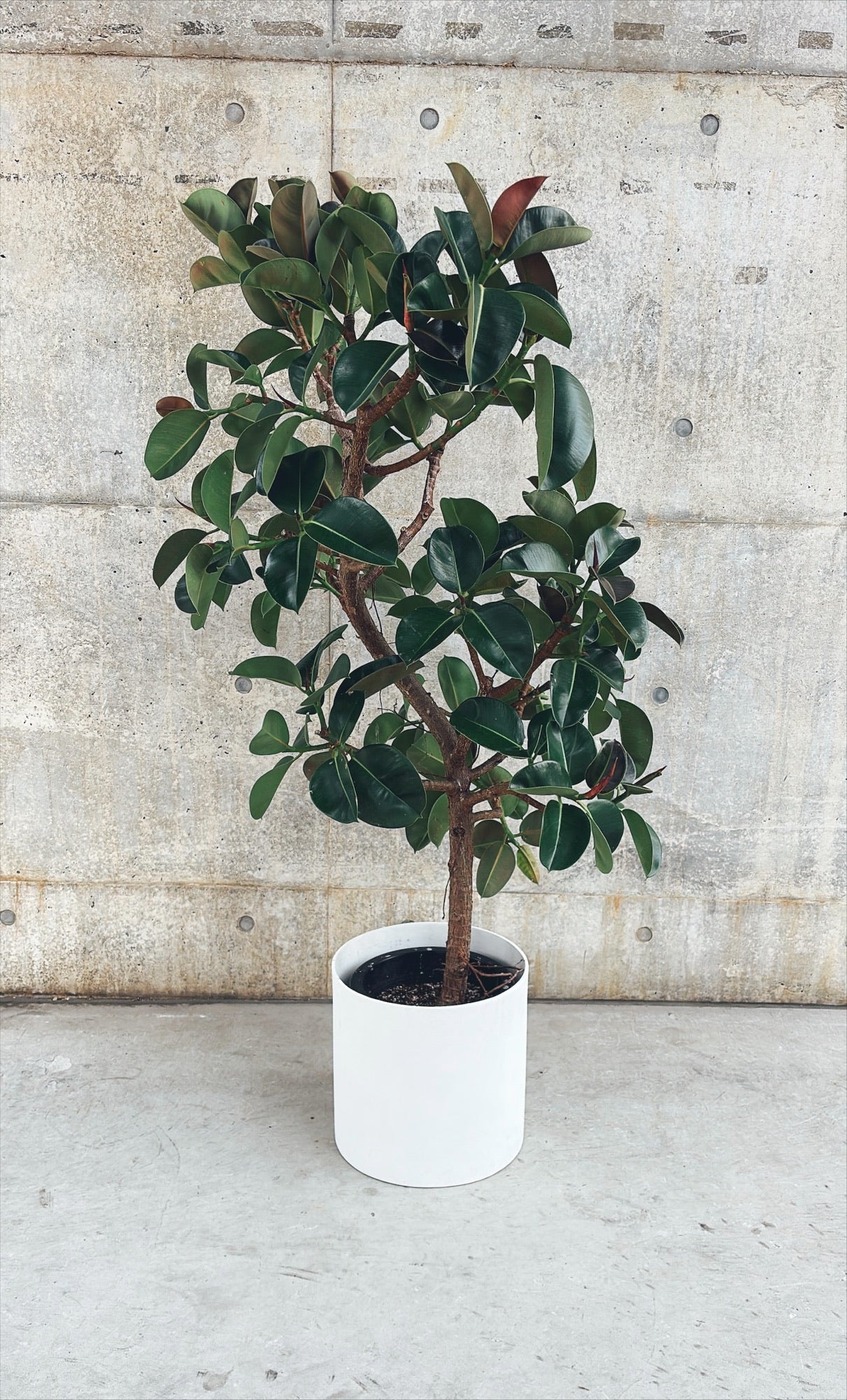 【東京都23区内の方のみ購入可】【送料無料】 フィカス エラスティカ ソフィア 10号鉢