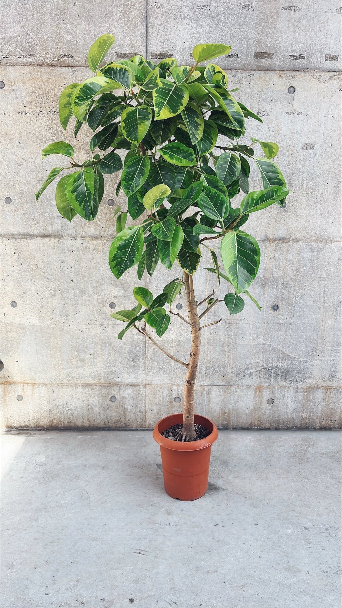 【東京都23区内の方のみ購入可】【送料無料】フィカス　アルテシマ 10号