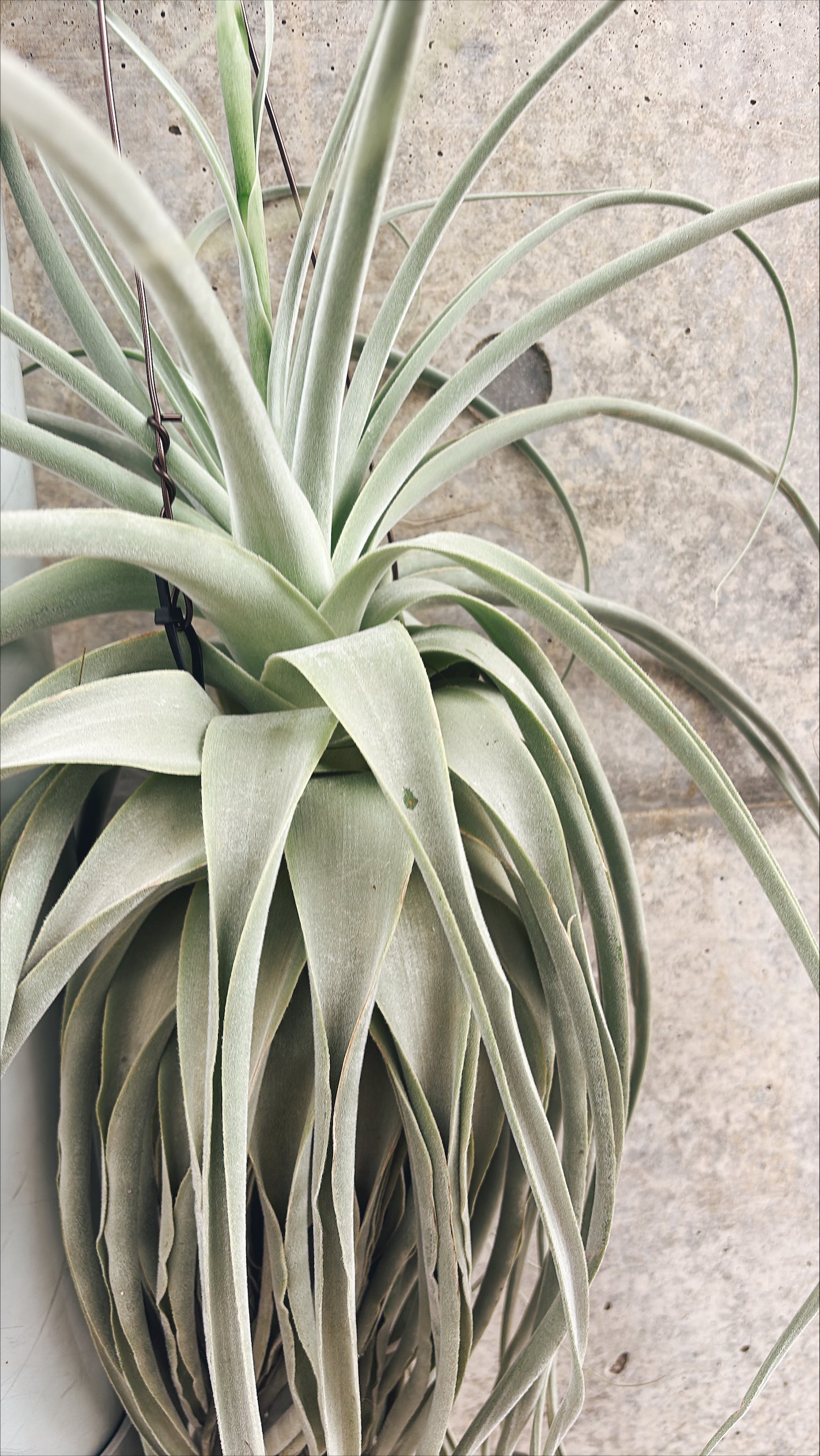 【東京都23区内の方のみ購入可】【送料無料】 チランジア ストラミネア