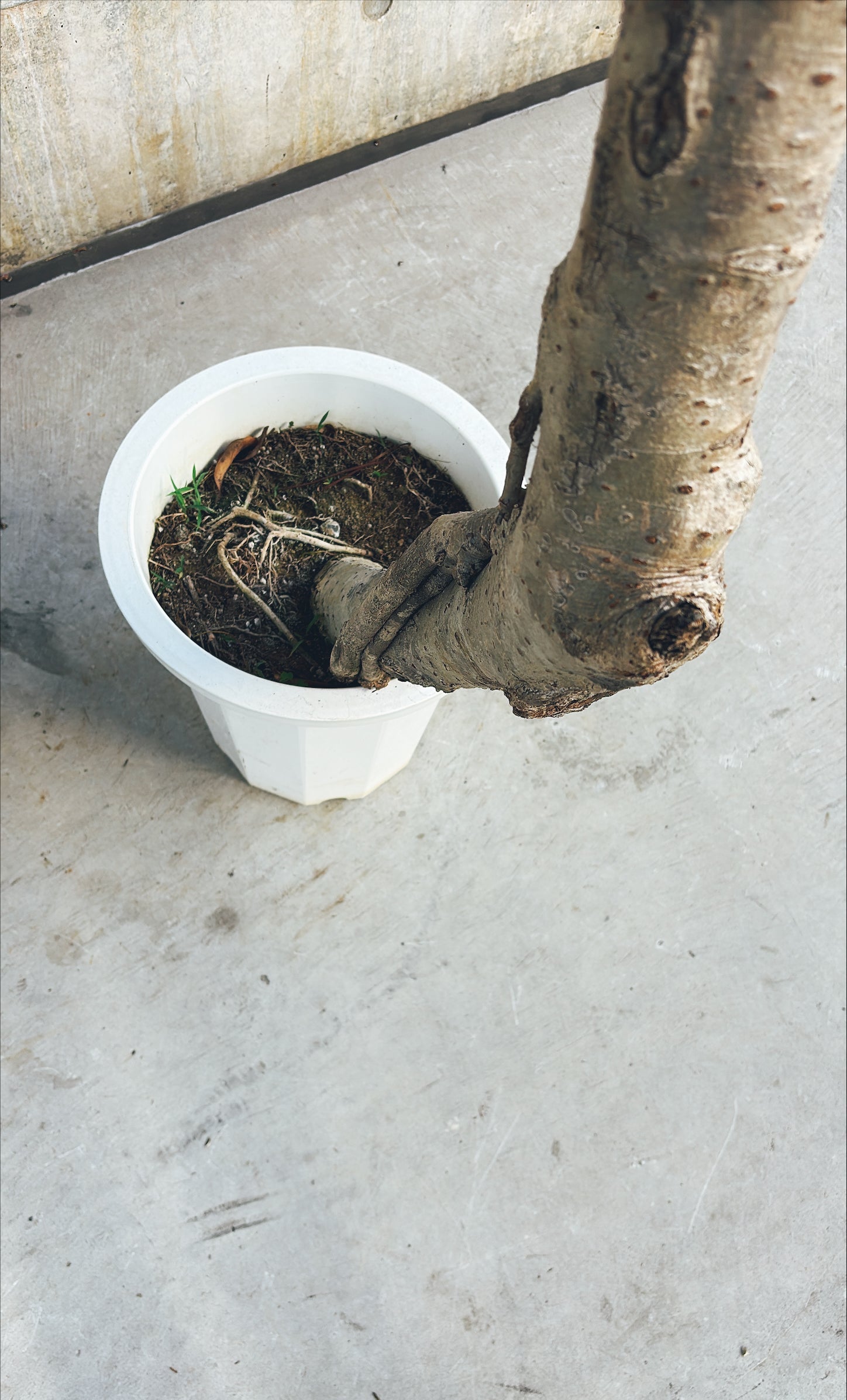 【東京都23区内の方のみ購入可】【送料無料】シェフレラ 10号F