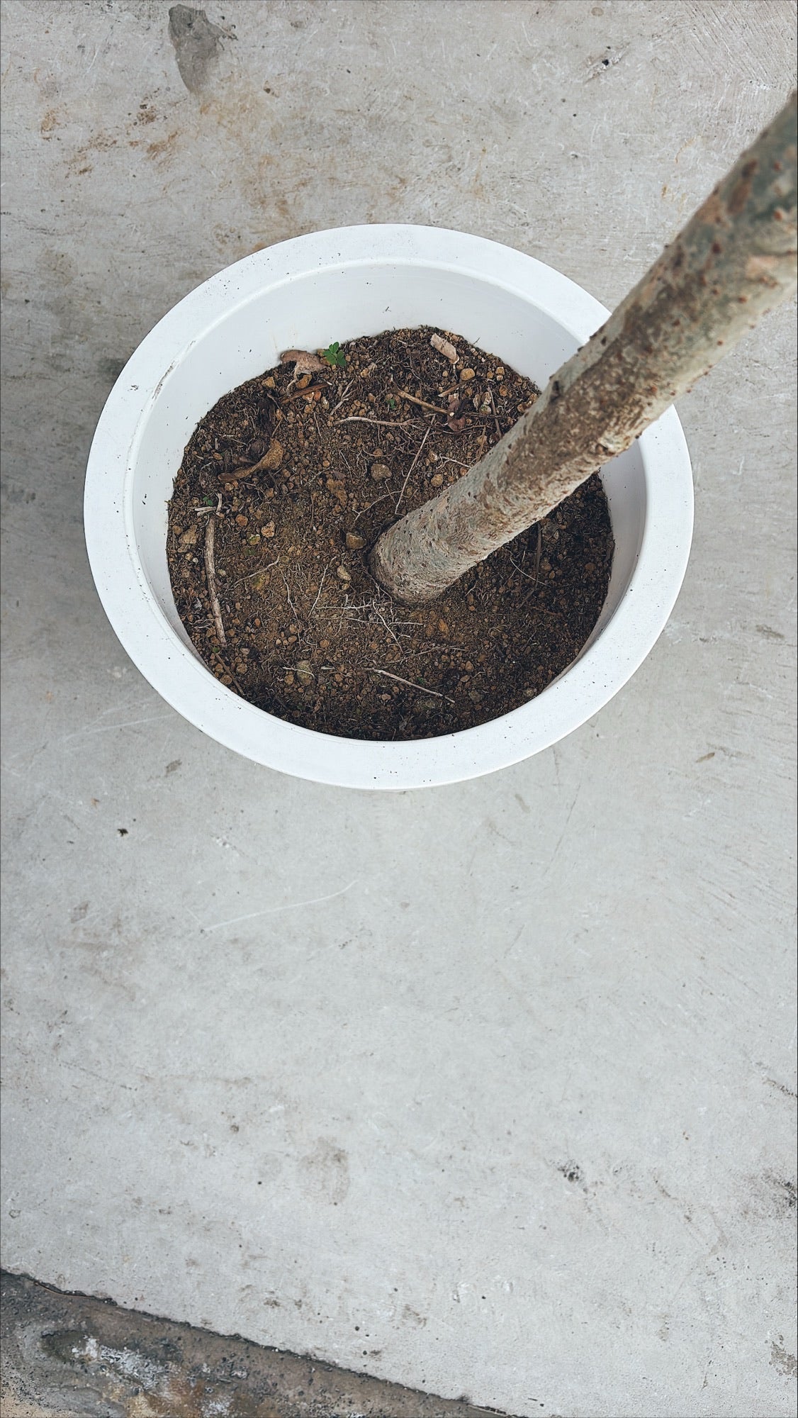 【東京都23区内の方のみ購入可】【送料無料】シェフレラ 10号B