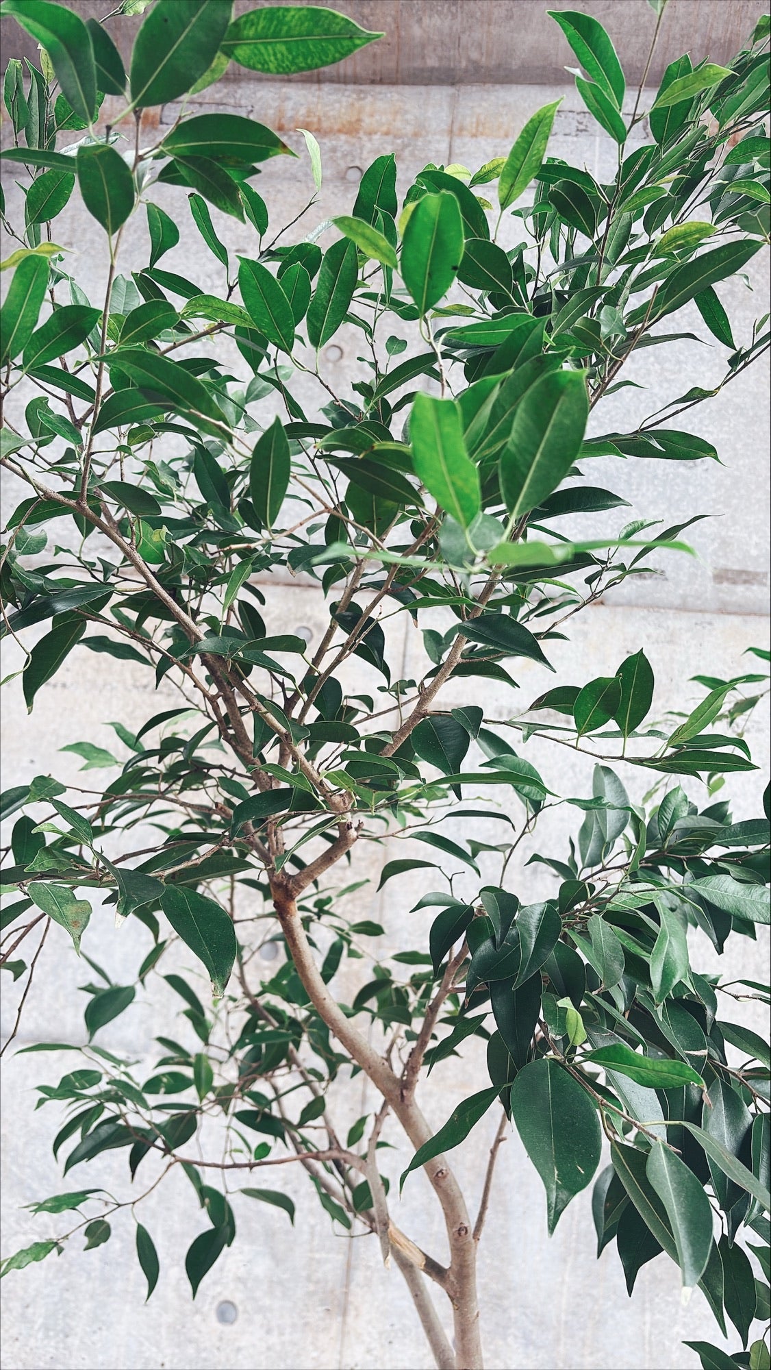 【東京都23区内の方のみ購入可】【送料無料】 フィカス ヌべ 10号