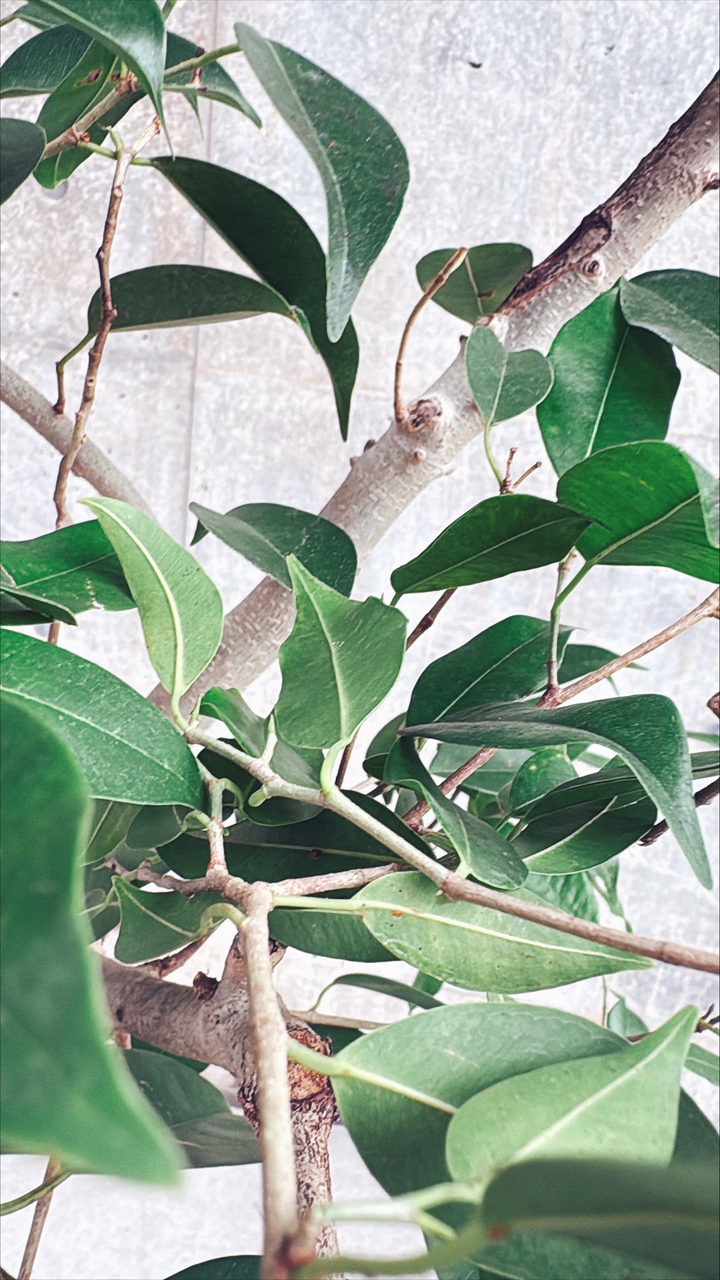 【東京都23区内の方のみ購入可】【送料無料】 フィカス ヌべ 10号