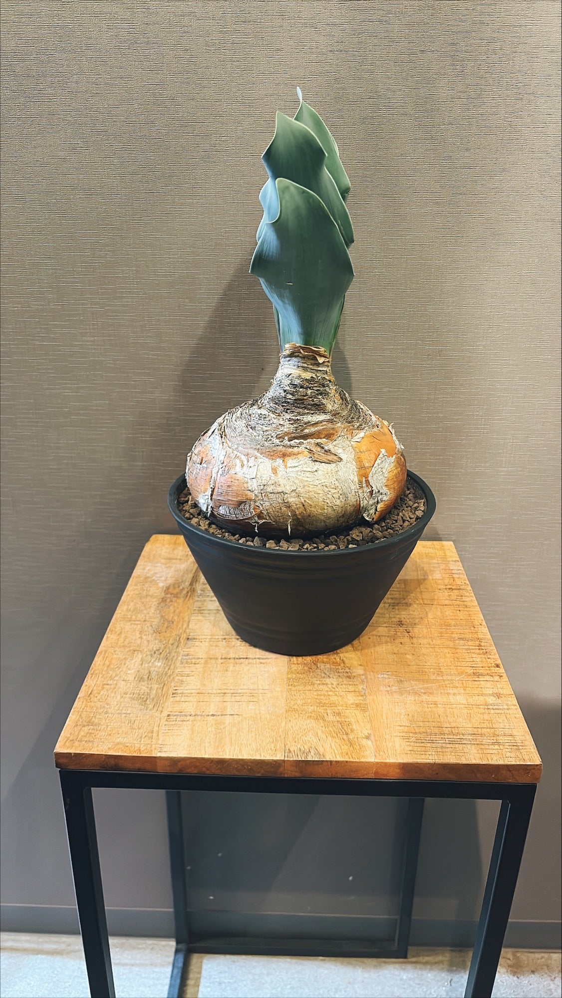 【東京都23区内の方のみ購入可】【送料無料】 ブーファン ハエマンソイデス 10号鉢