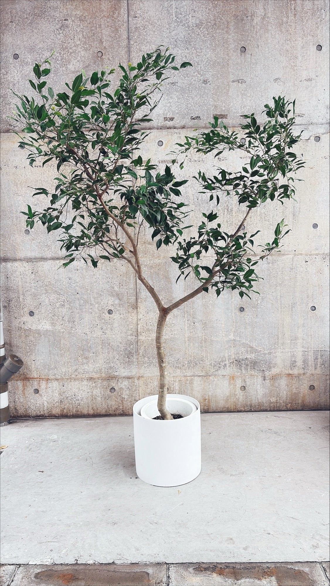 【東京都23区内の方のみ購入可】【送料無料】 フィカス ヌべ 10号