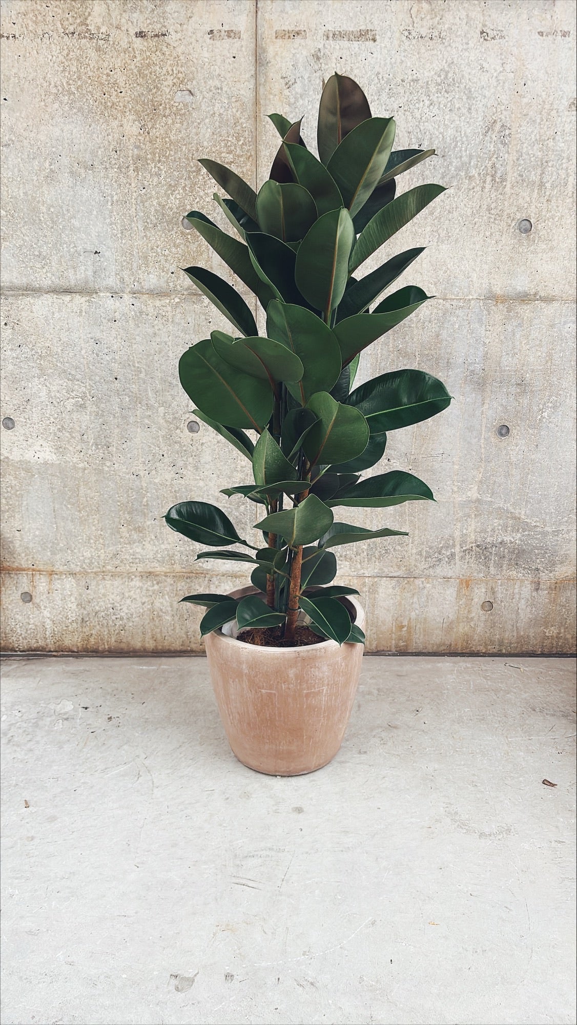 【東京都23区内の方のみ購入可】【送料無料】 フィカス ロブスター 10号