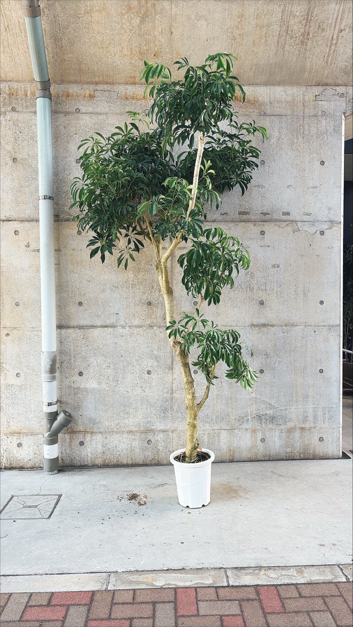 【東京都23区内の方のみ購入可】【送料無料】 シェフレラ A