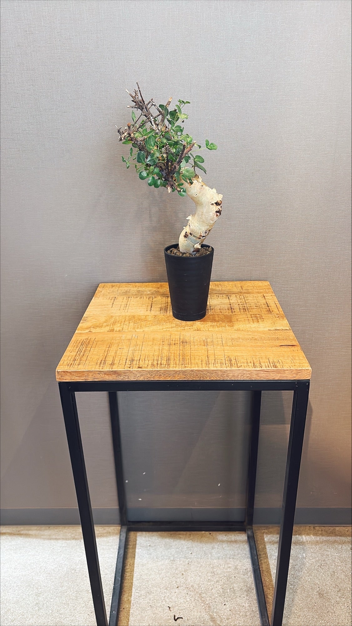 【東京都23区内の方のみ購入可】【送料無料】コミフォラ・カタフ 4号鉢