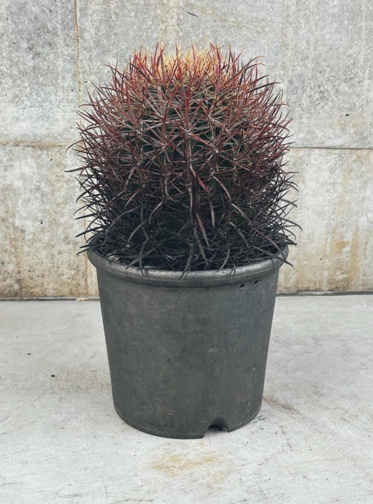 まさと　サボテン　鯱頭　レアサボテン　大きい　値引き対応 東京都23区内の方のみ購入可】【送料無料】 サボテン 鯱頭(シャチガシラ)