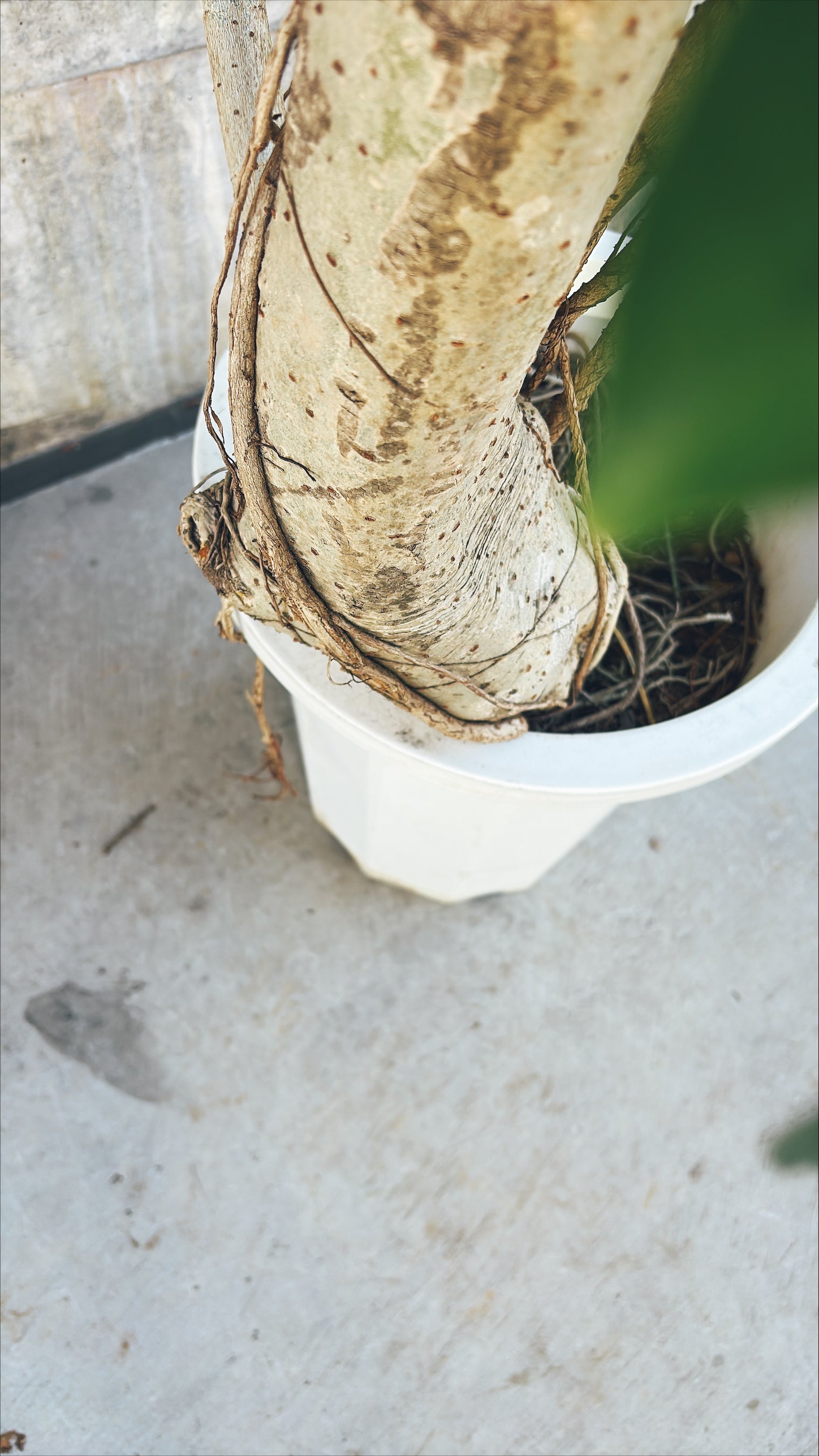 【東京都23区内の方のみ購入可】【送料無料】シェフレラ 10号I