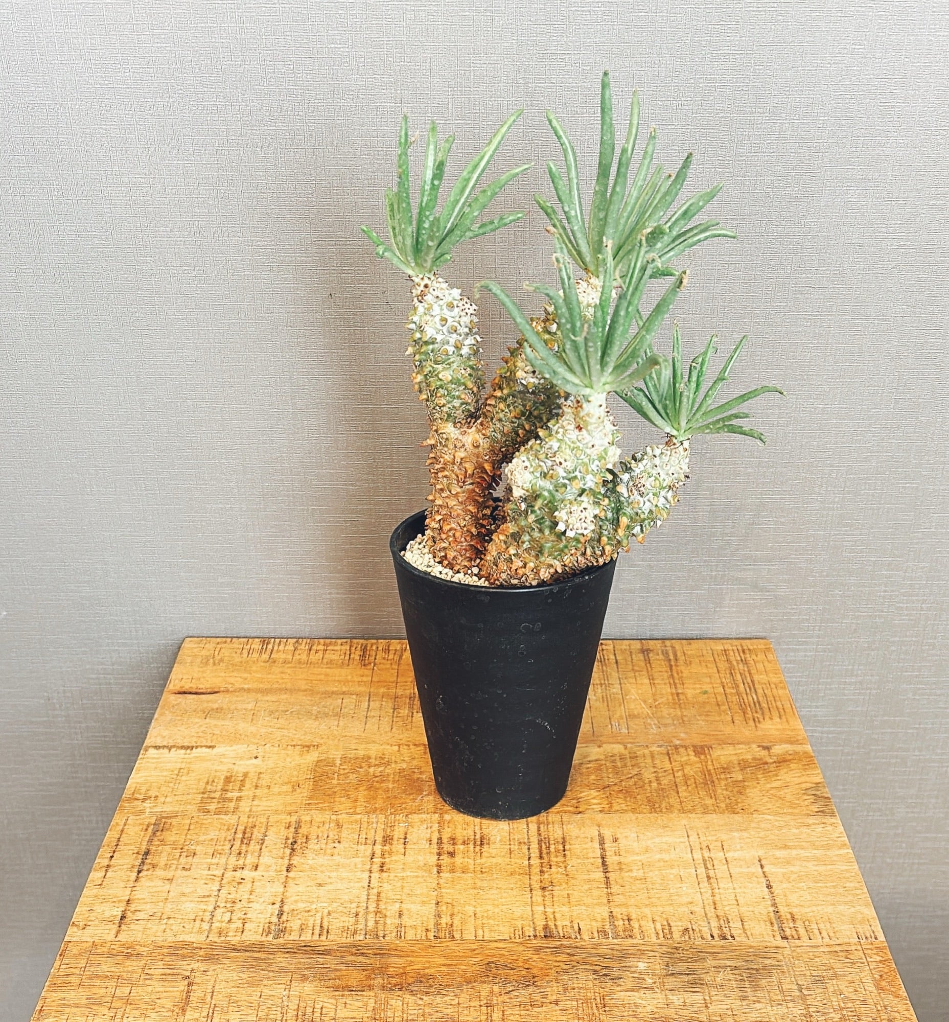 【東京都23区内の方のみ購入可】【送料無料】 チレコドン・ワリチー 5号鉢