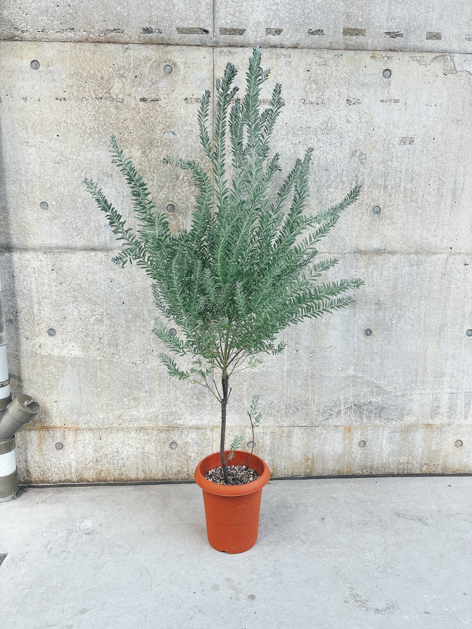 東京都23区内の方のみ購入可】【送料無料】アカシア ブルーブッシュ 10号