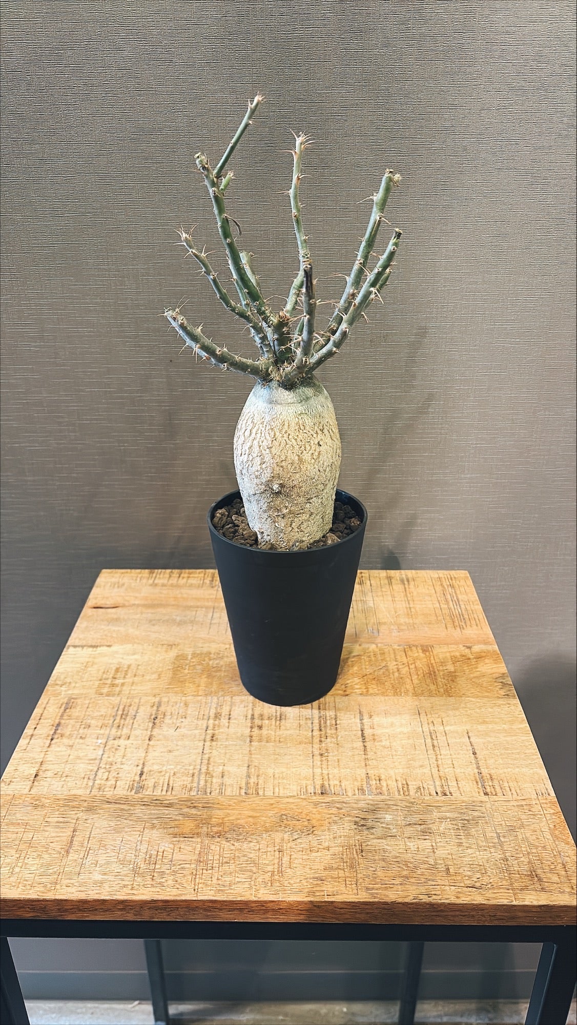 【東京都23区内の方のみ購入可】【送料無料】 パキポディウム サキュレンタム 4号鉢