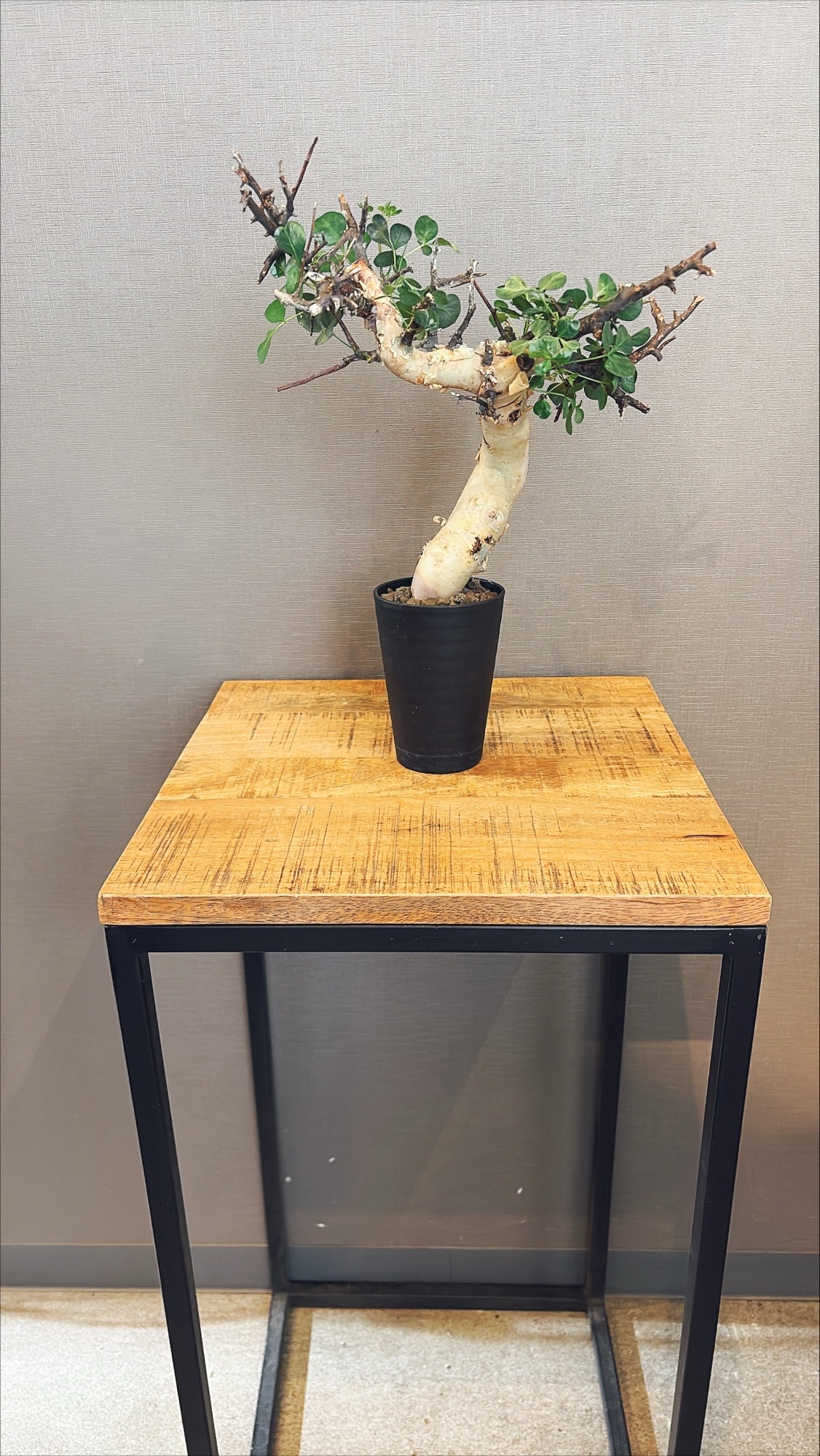 【東京都23区内の方のみ購入可】【送料無料】コミフォラ・カタフ 4号鉢