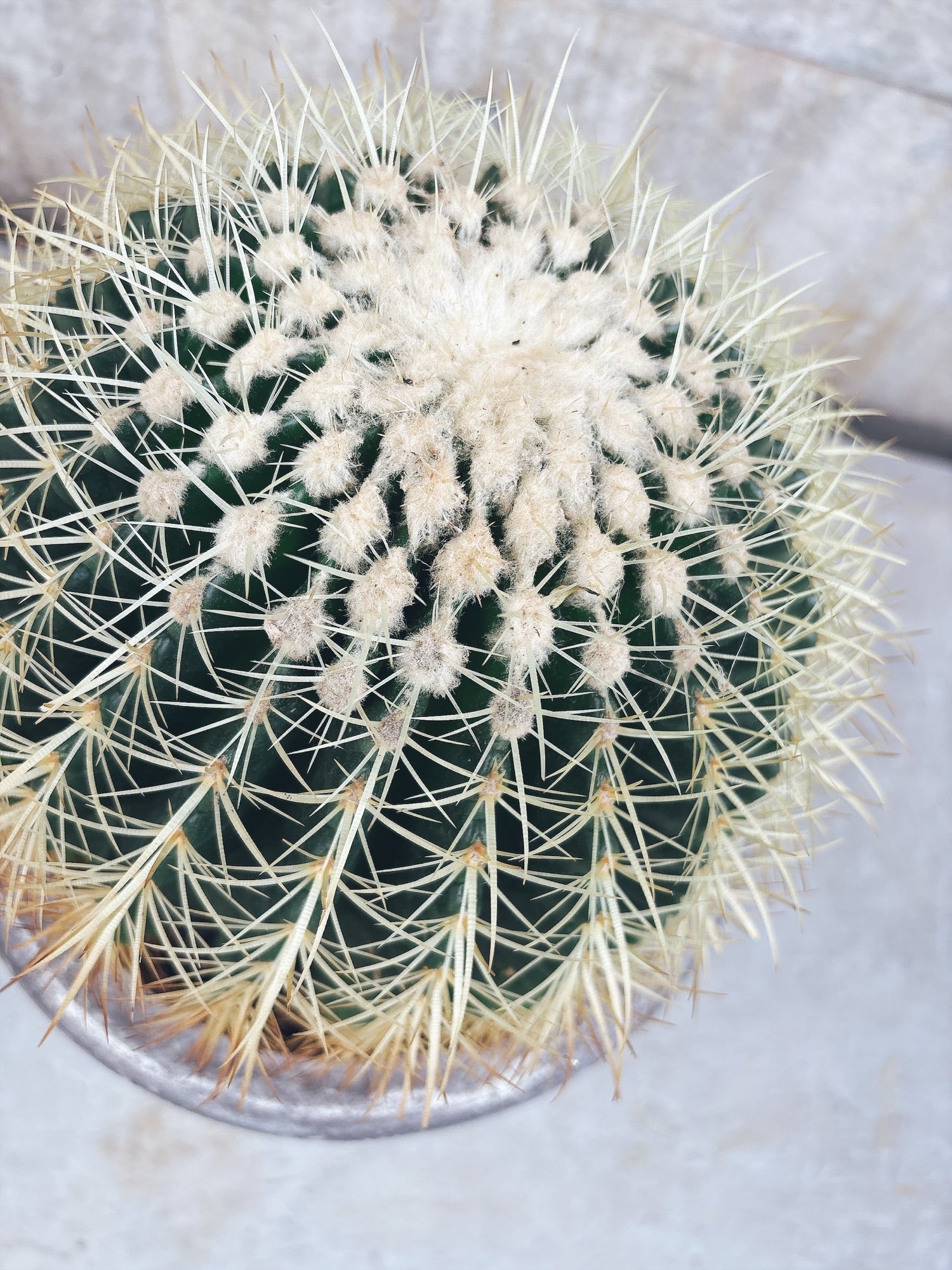 東京都23区内の方のみ購入可】【送料無料】 サボテン 金鯱(キンシャチ)