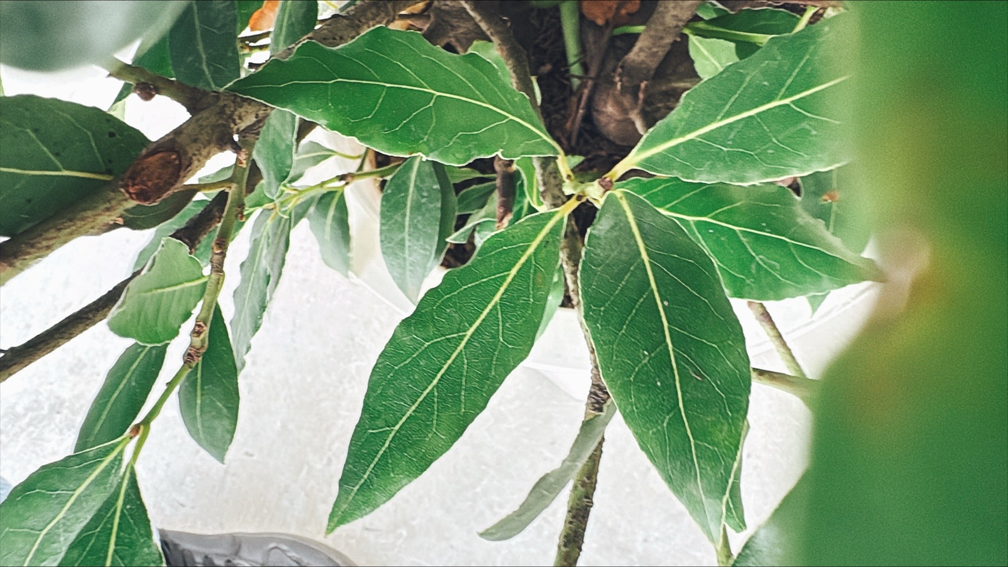 【東京都23区内の方のみ購入可】【送料無料】 月桂樹 (ゲッケイジュ) 10号