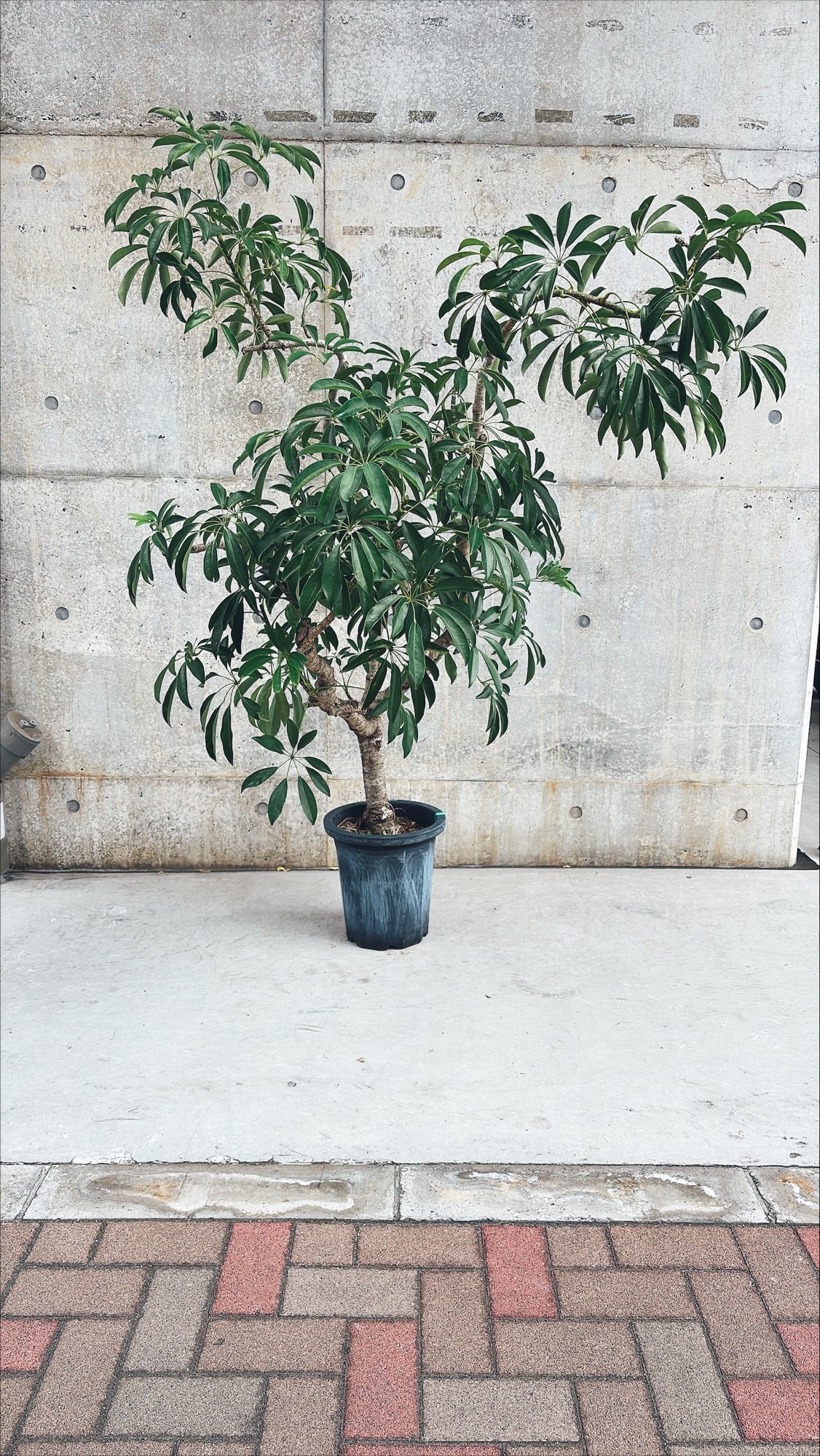 【東京都23区内の方のみ購入可】【送料無料】 シェフレラ 10号 A