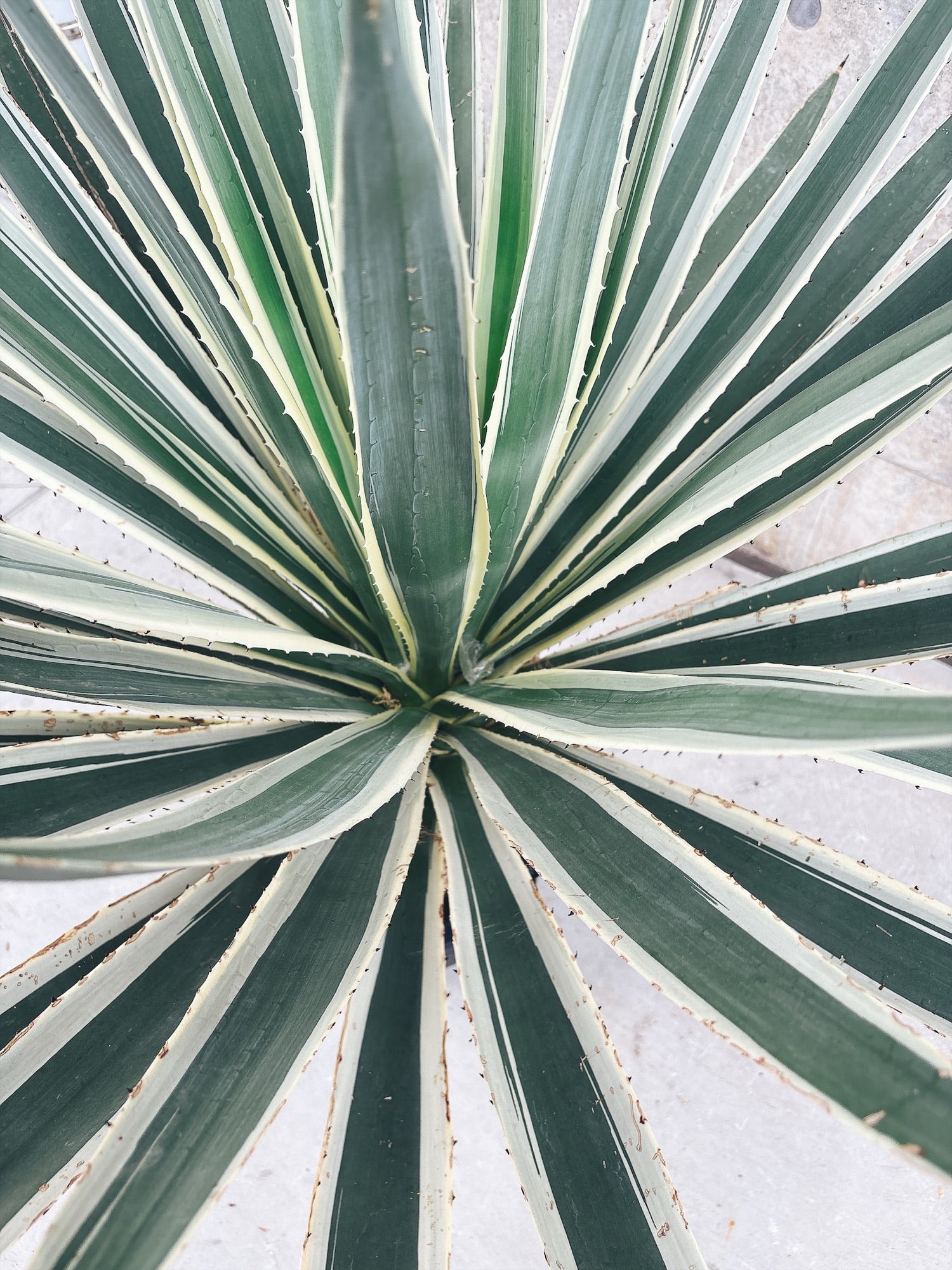 東京都23区内の方のみ購入可】【送料無料】 アガベ 白閃光 10