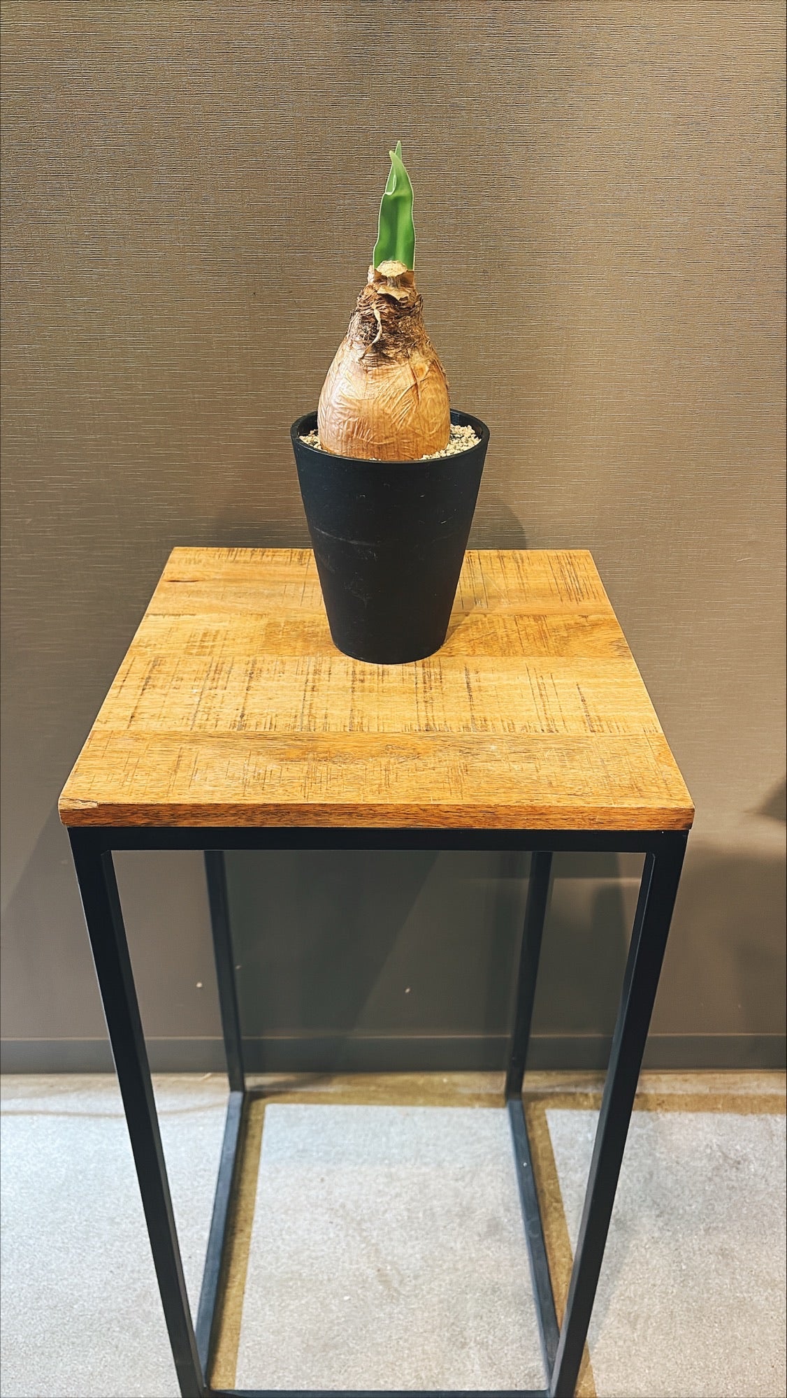 【東京都23区内の方のみ購入可】【送料無料】ブーファンディスティチャ 4号鉢