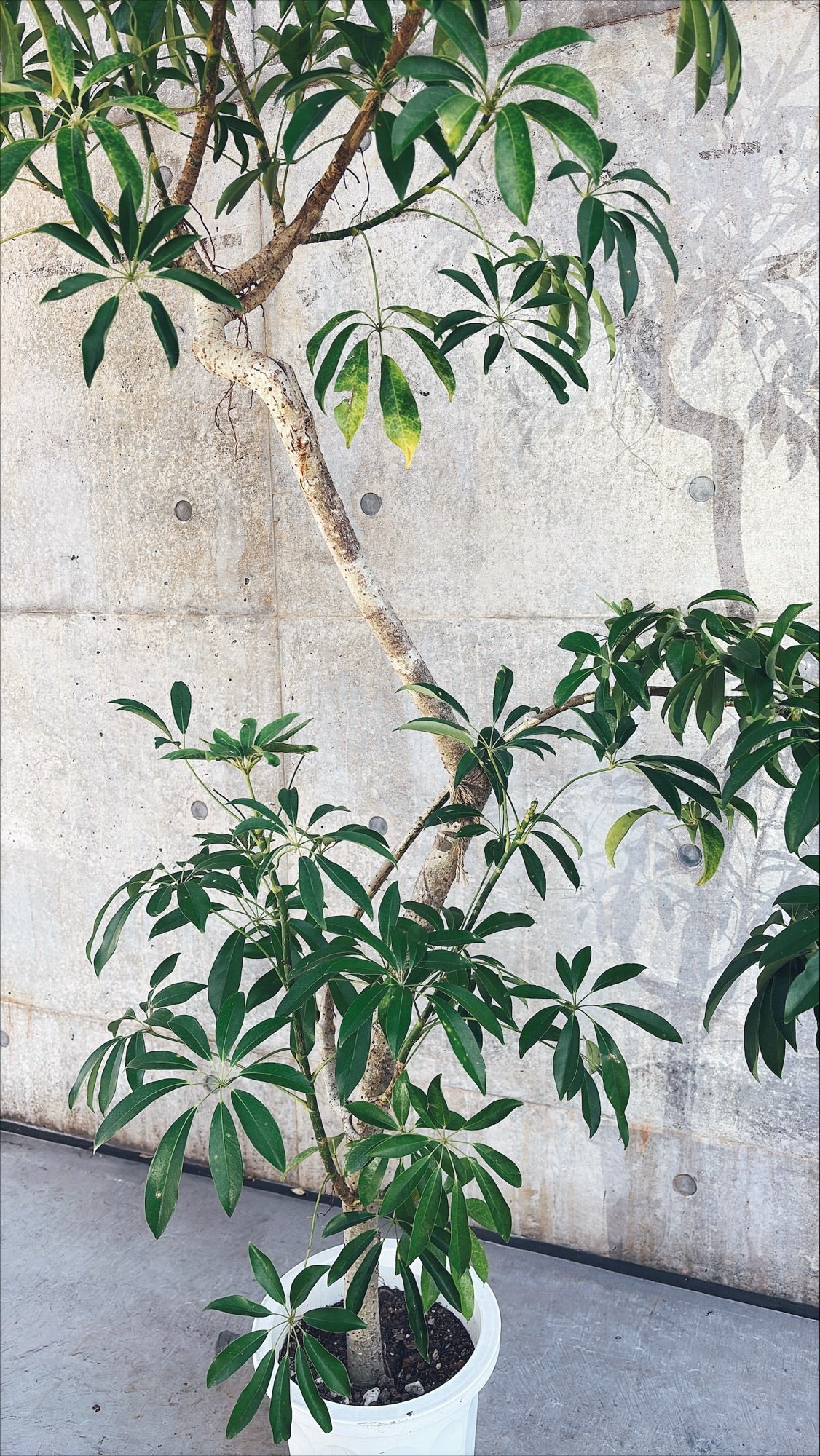 【東京都23区内の方のみ購入可】【送料無料】 シェフレラ 10号H