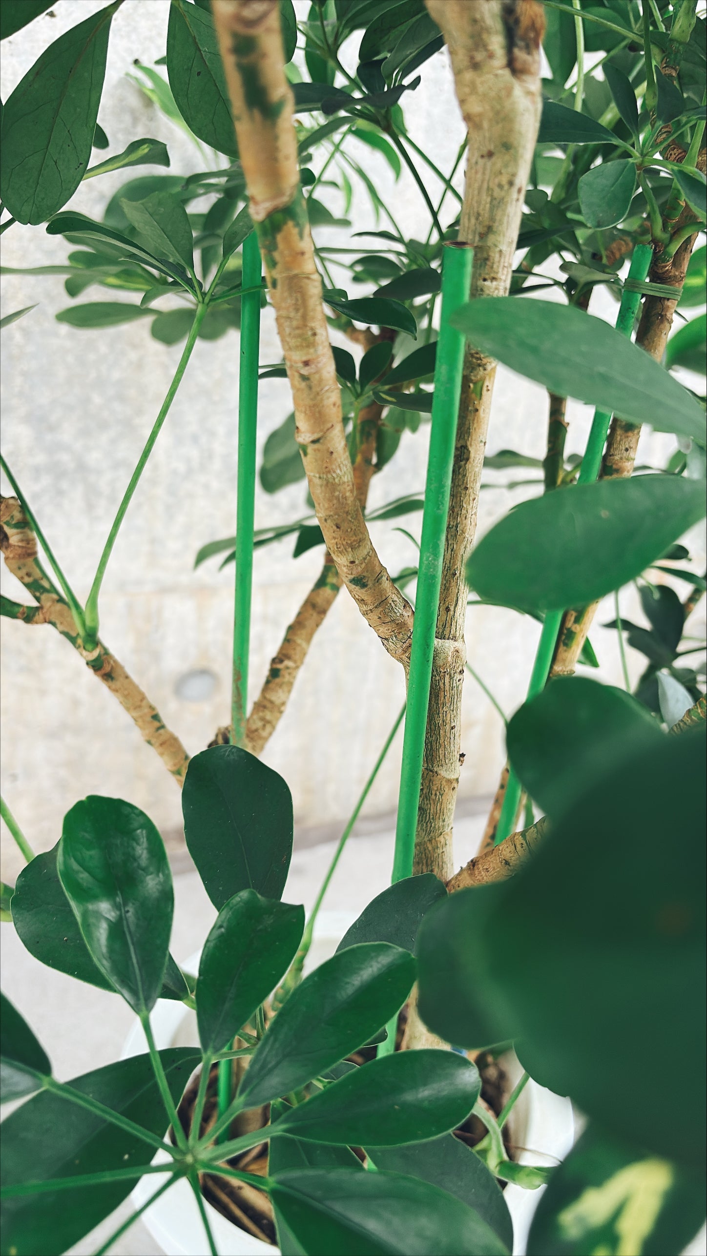 【東京都23区内の方のみ購入可】【送料無料】 シェフレラ ホンコン斑入り 8号