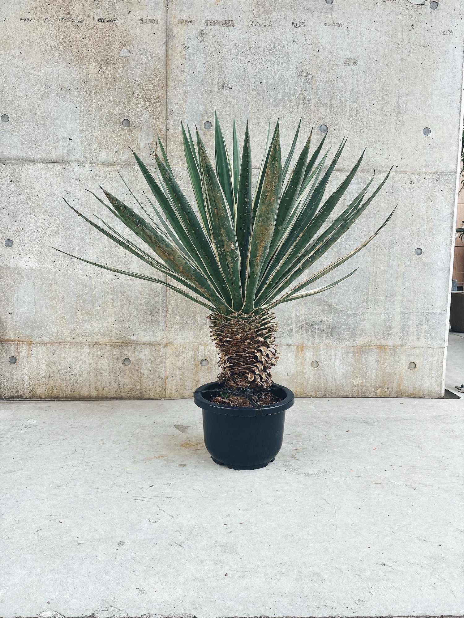 【東京都23区内の方のみ購入可】【送料無料】 アガベ　白閃光　10号