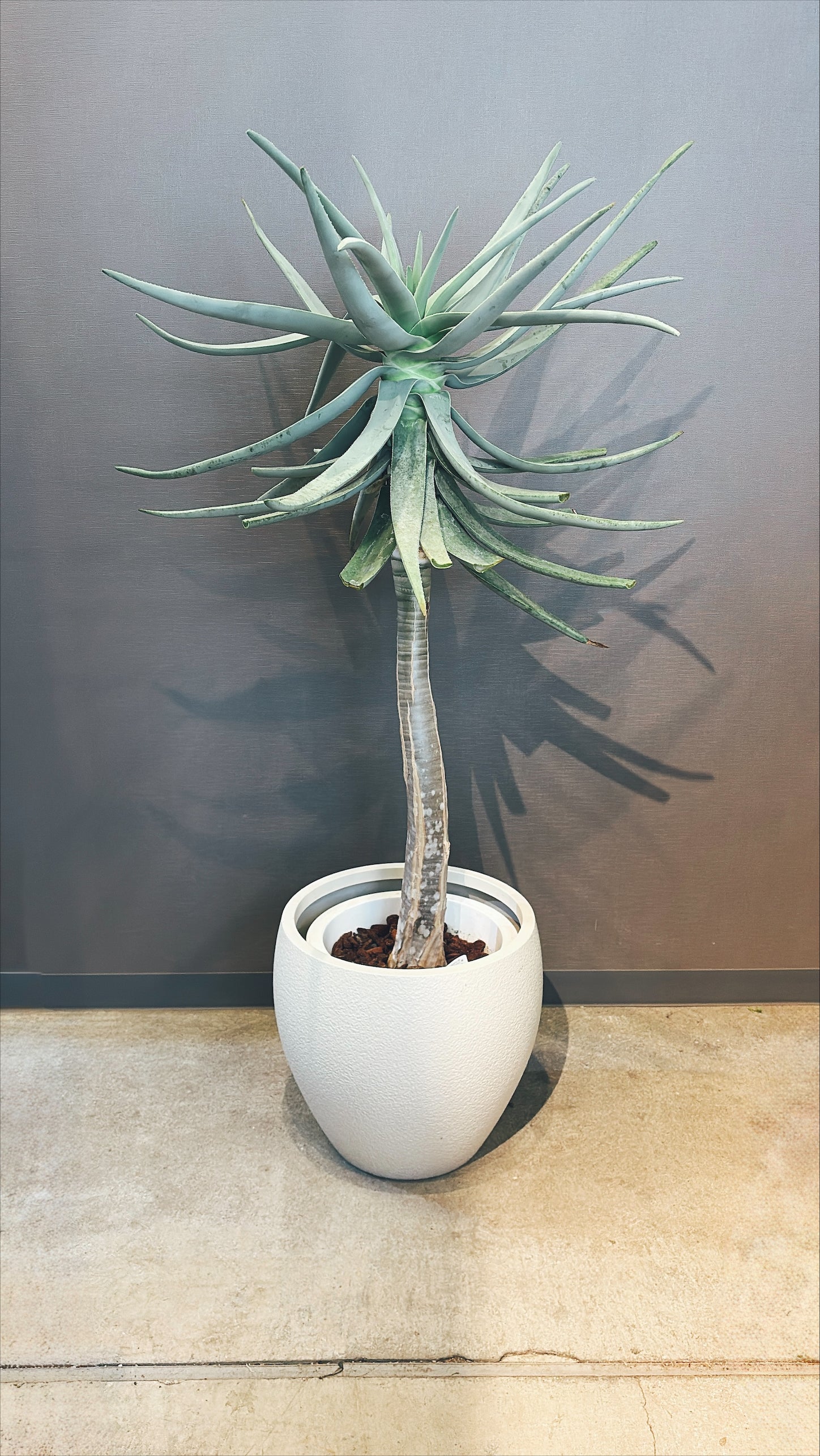 【東京都23区内の方のみ購入可】【送料無料】 アロエ・ディコトマ 10号