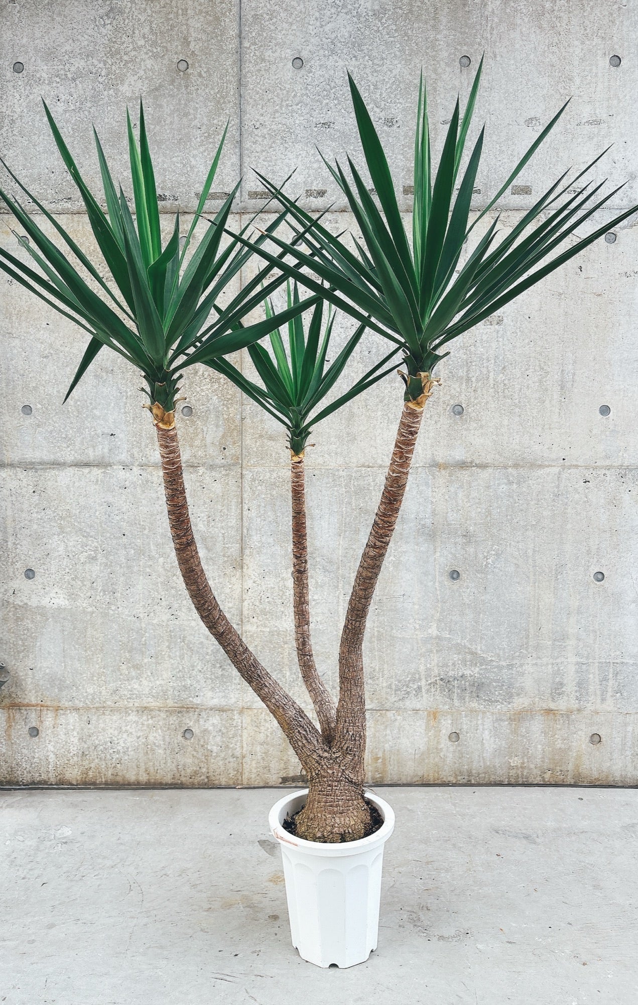 東京都23区内の方のみ購入可】【送料無料】 ユッカ エレファンティペス