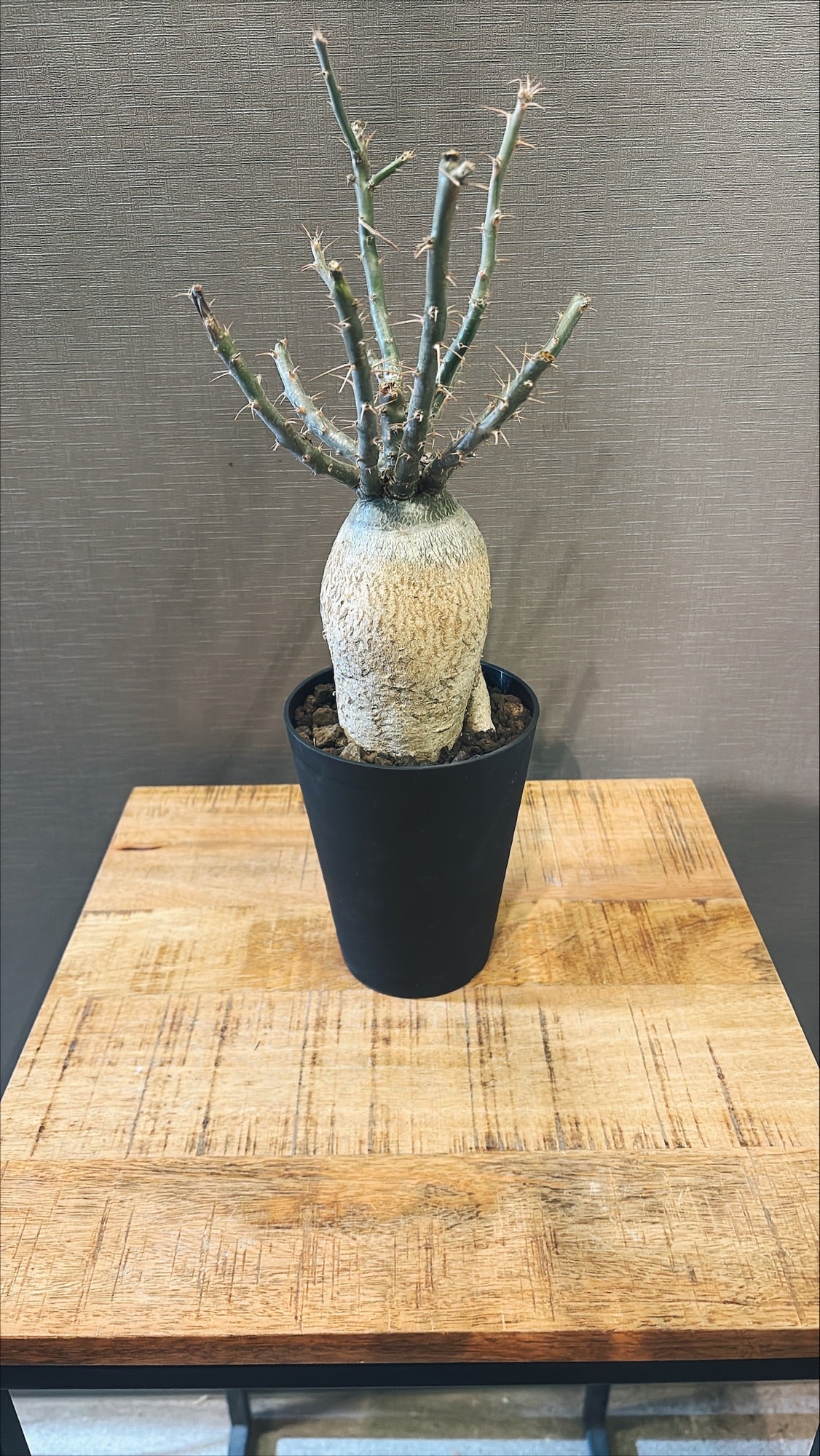 【東京都23区内の方のみ購入可】【送料無料】 パキポディウム サキュレンタム 4号鉢