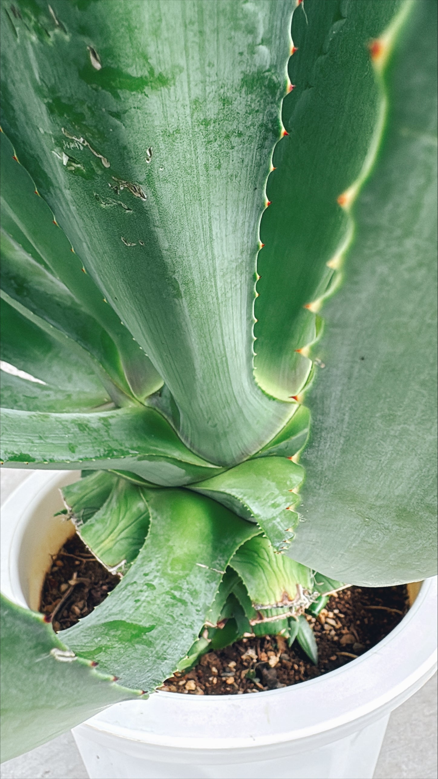 【東京都23区内の方のみ購入可】【送料無料】 アガベ C 10号