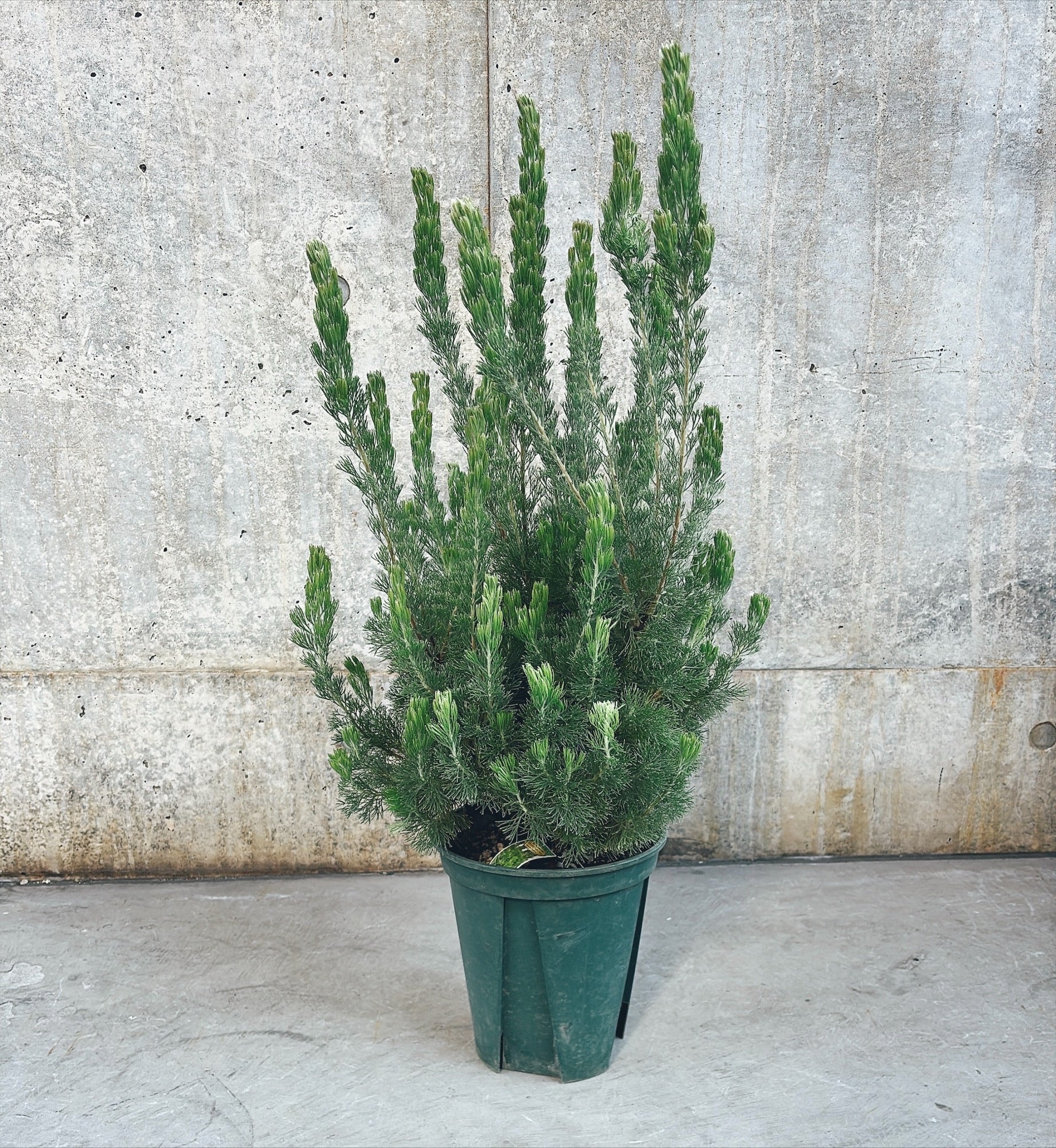 【東京都23区内の方のみ購入可】【送料無料】アデナンサス・ウーリーブッシュ 7号