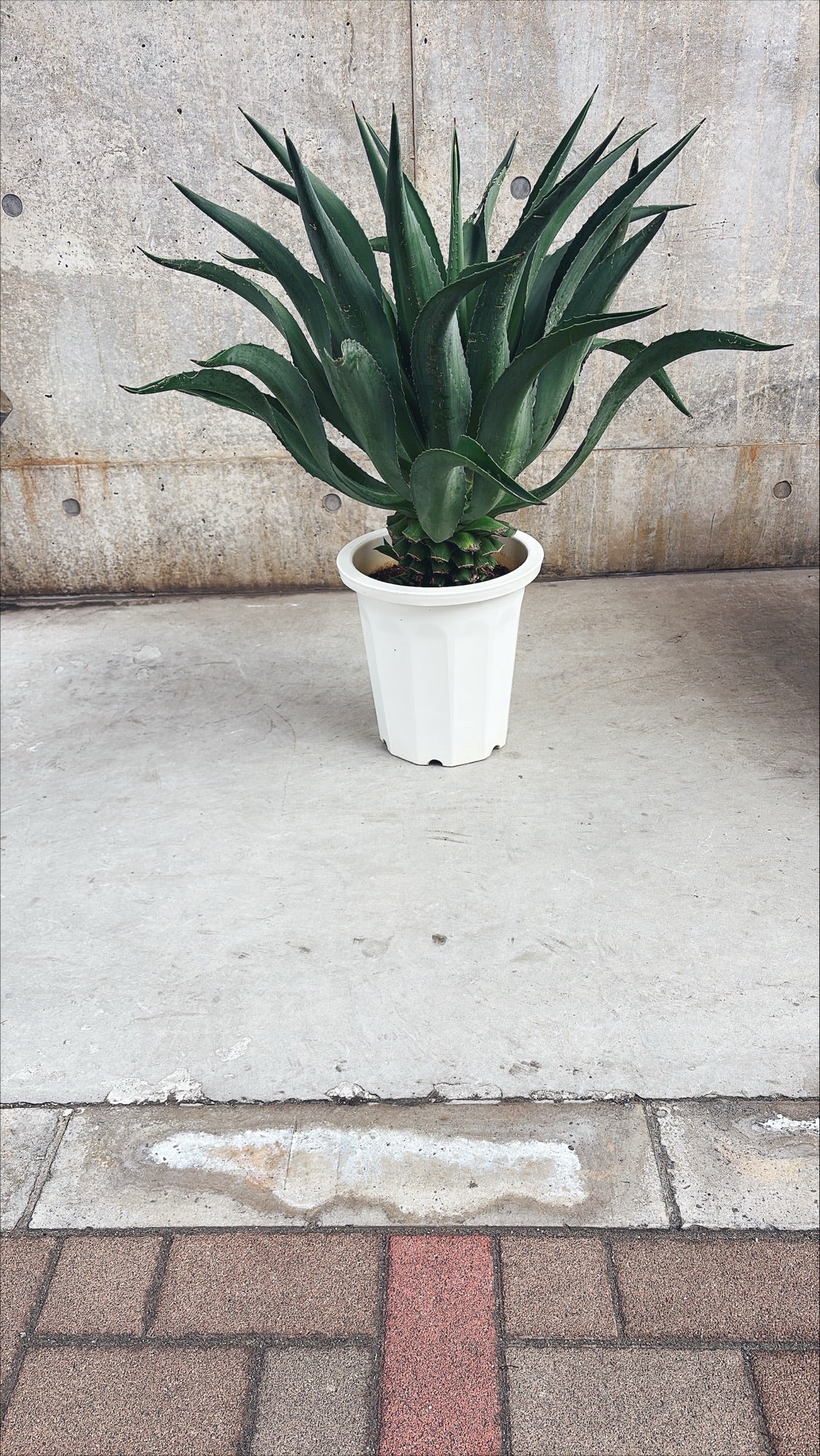 【東京都23区内の方のみ購入可】【送料無料】 アガベ C 10号