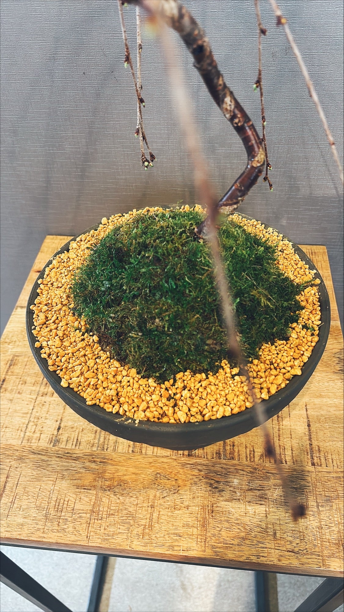 【東京都23区内の方のみ購入可】【送料無料】富士しだれ桜 10号