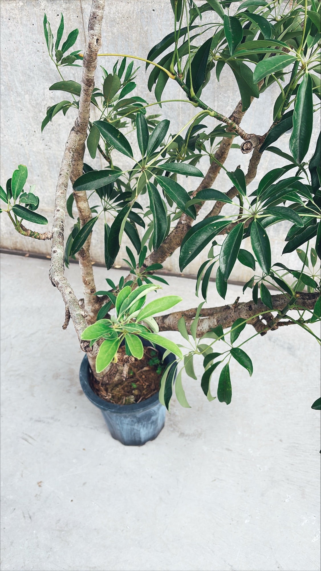 【東京都23区内の方のみ購入可】【送料無料】 シェフレラ 10号 A