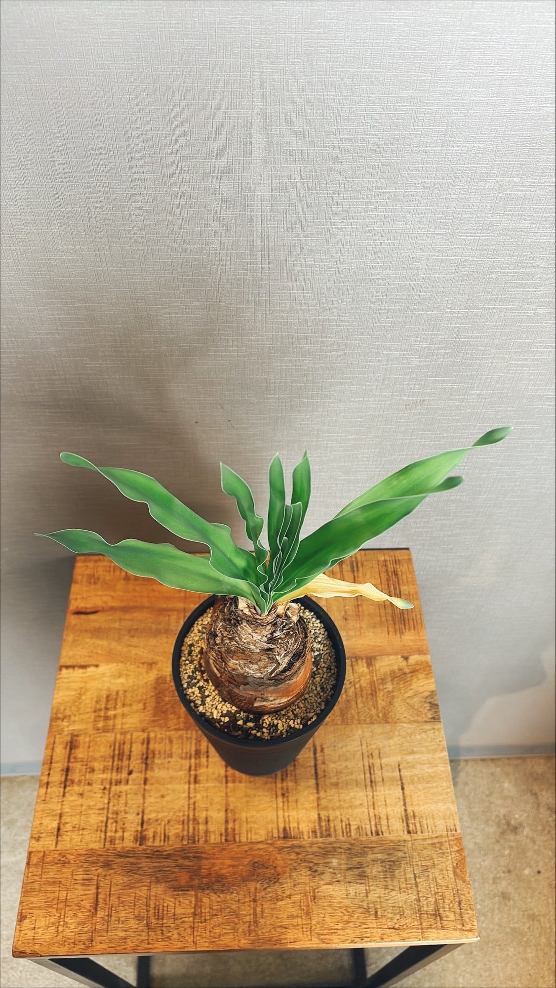 【東京都23区内の方のみ購入可】【送料無料】ブーファンディスティチャ 4号鉢C