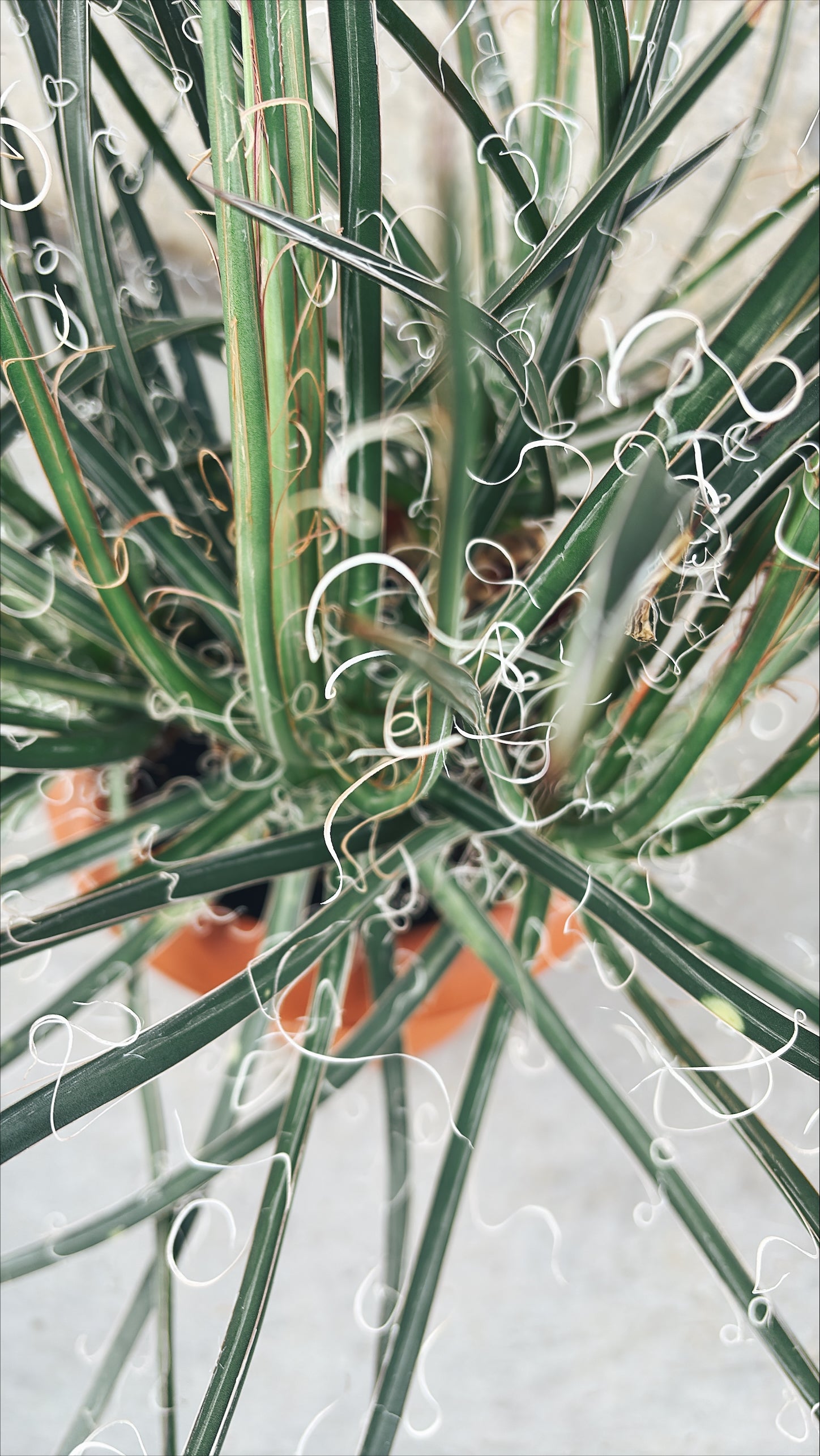 【東京都23区内の方のみ購入可】【送料無料】 アガベ・ゲミニフローラ 7号