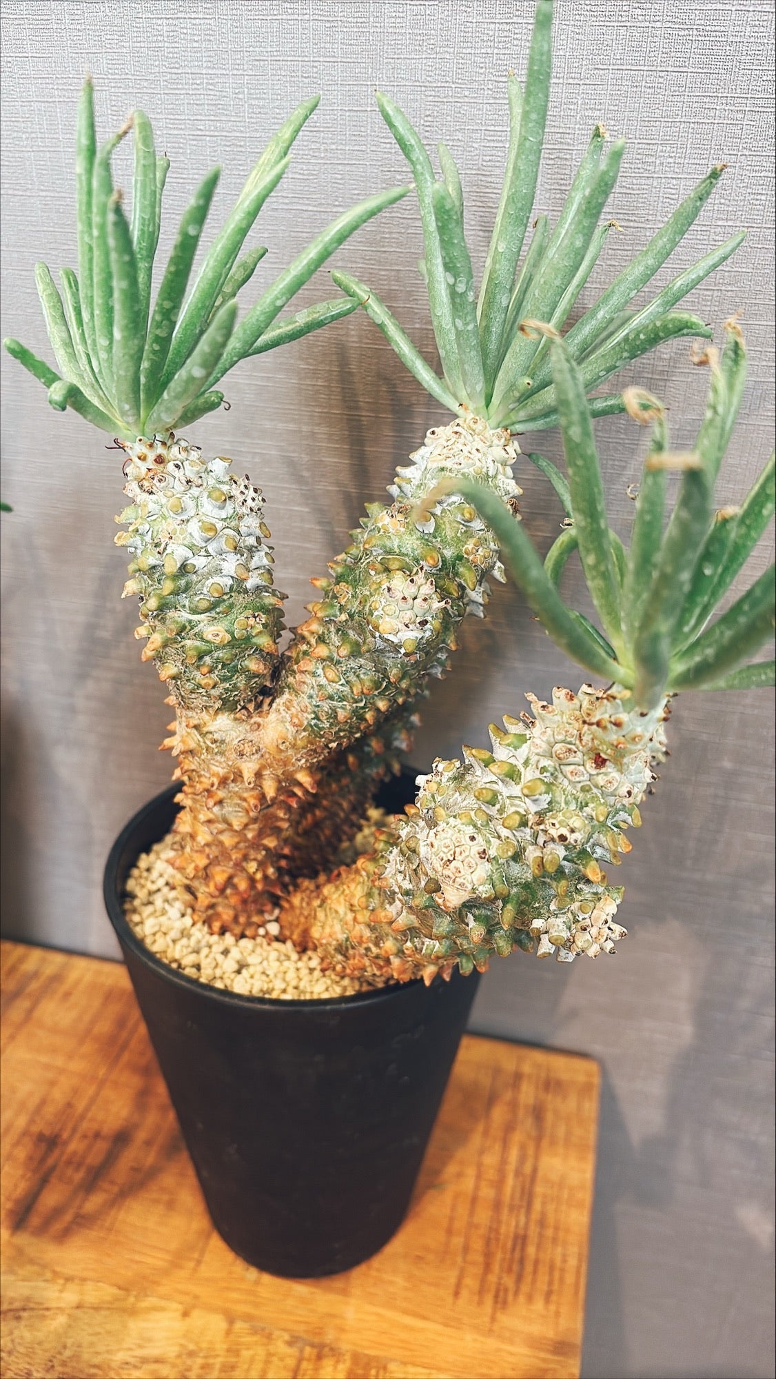 【東京都23区内の方のみ購入可】【送料無料】 チレコドン・ワリチー 5号鉢