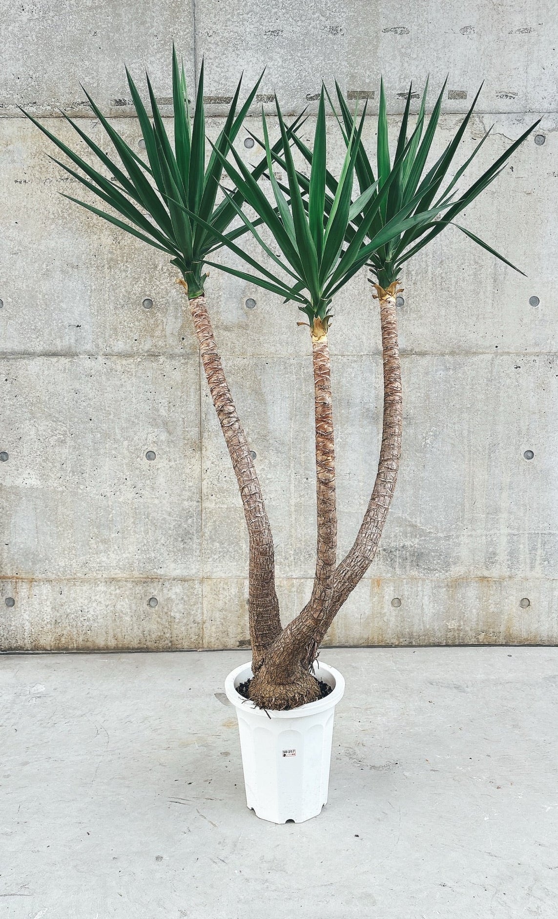 東京都23区内の方のみ購入可】【送料無料】 ユッカ エレファンティペス