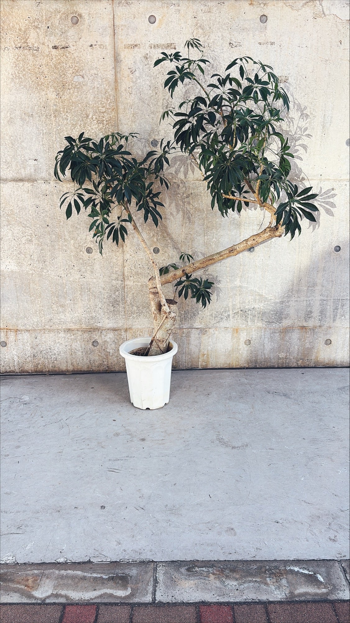 【東京都23区内の方のみ購入可】【送料無料】 シェフレラ 10号K