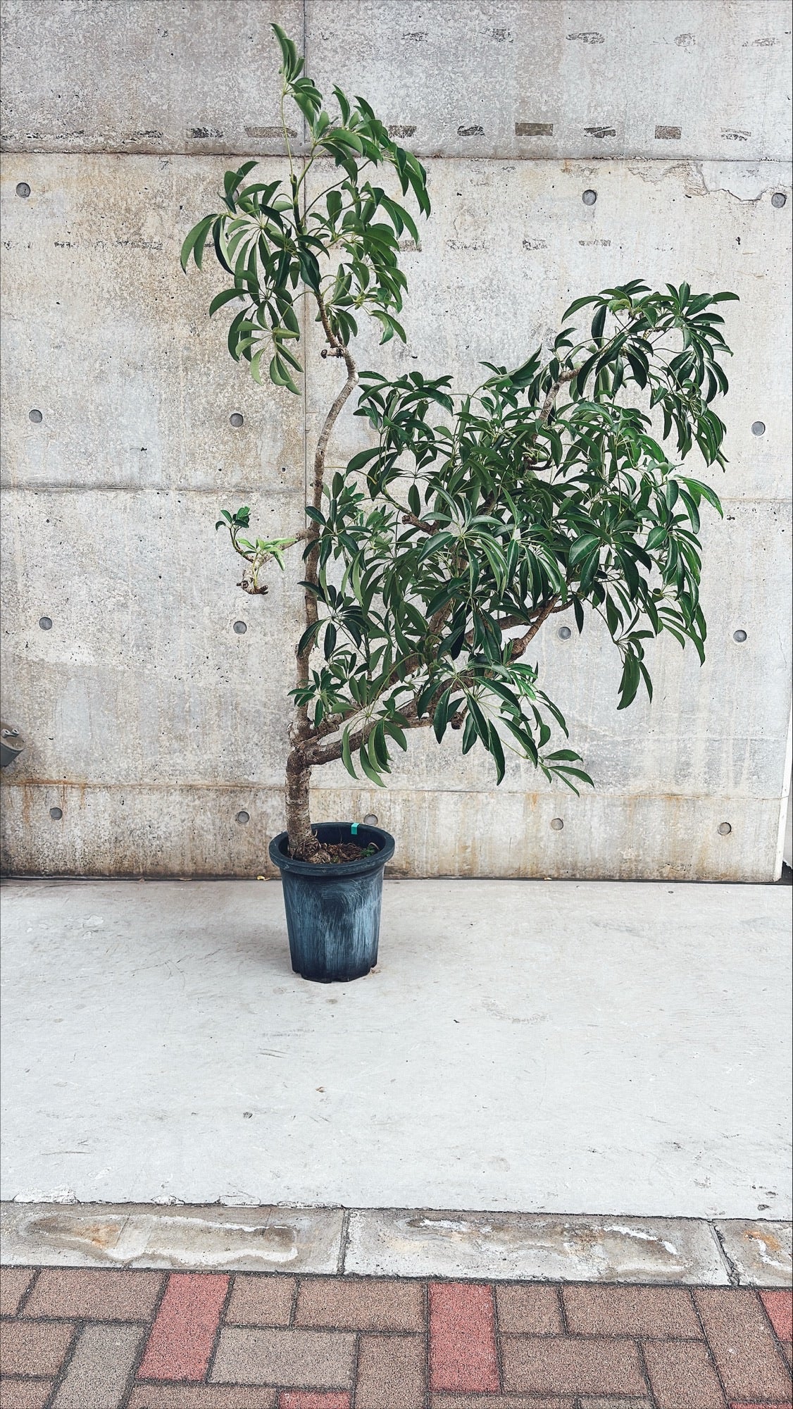 【東京都23区内の方のみ購入可】【送料無料】 シェフレラ 10号 A