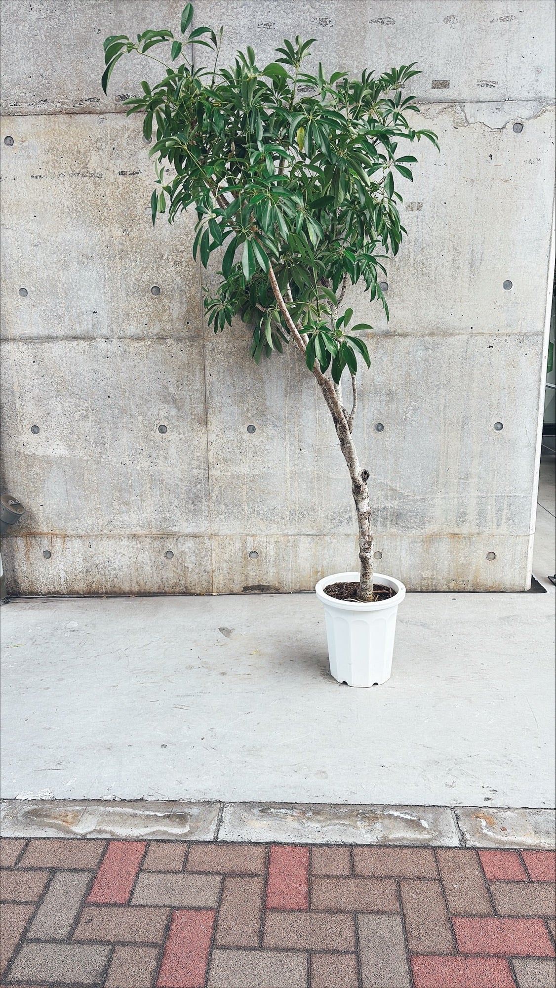 【東京都23区内の方のみ購入可】【送料無料】シェフレラ 10号C