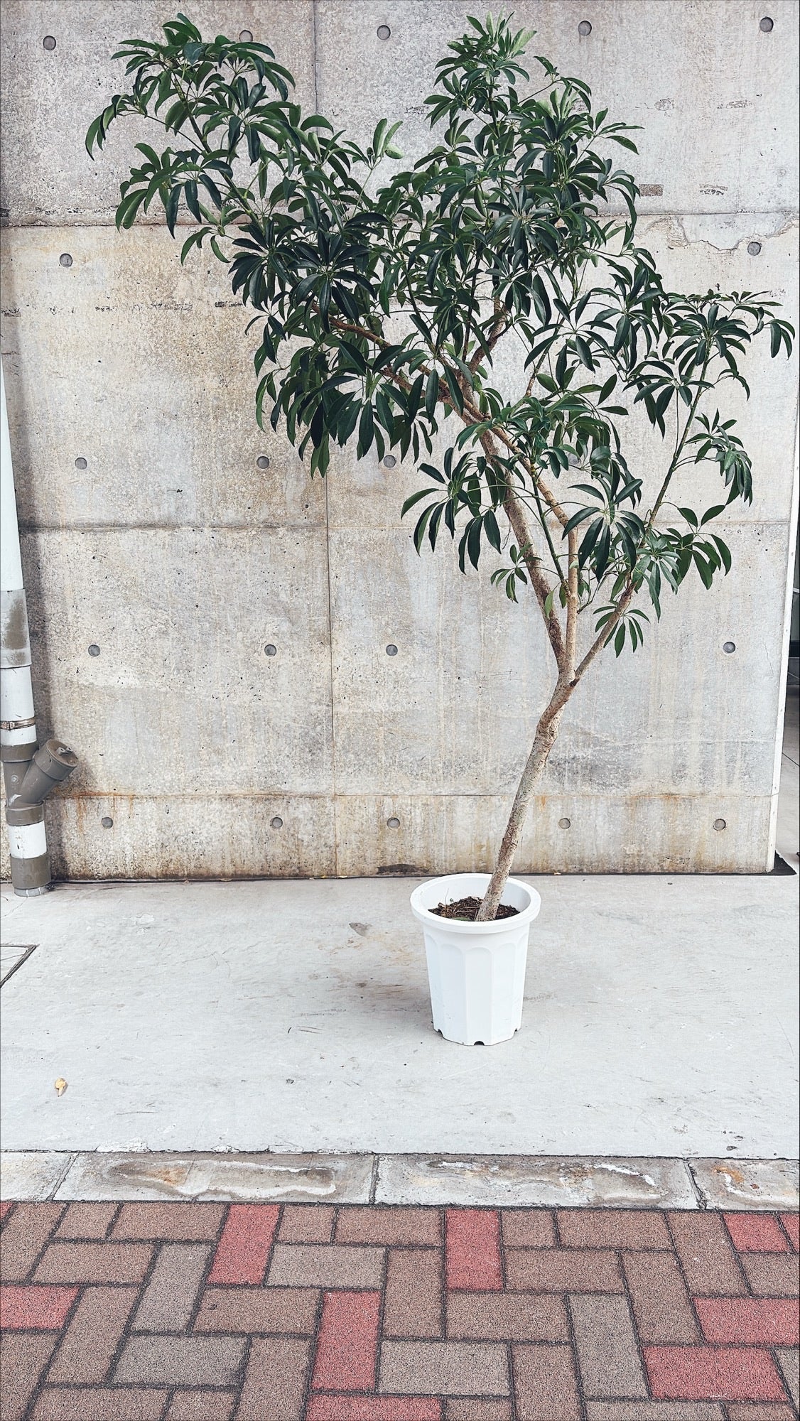 【東京都23区内の方のみ購入可】【送料無料】シェフレラ 10号B