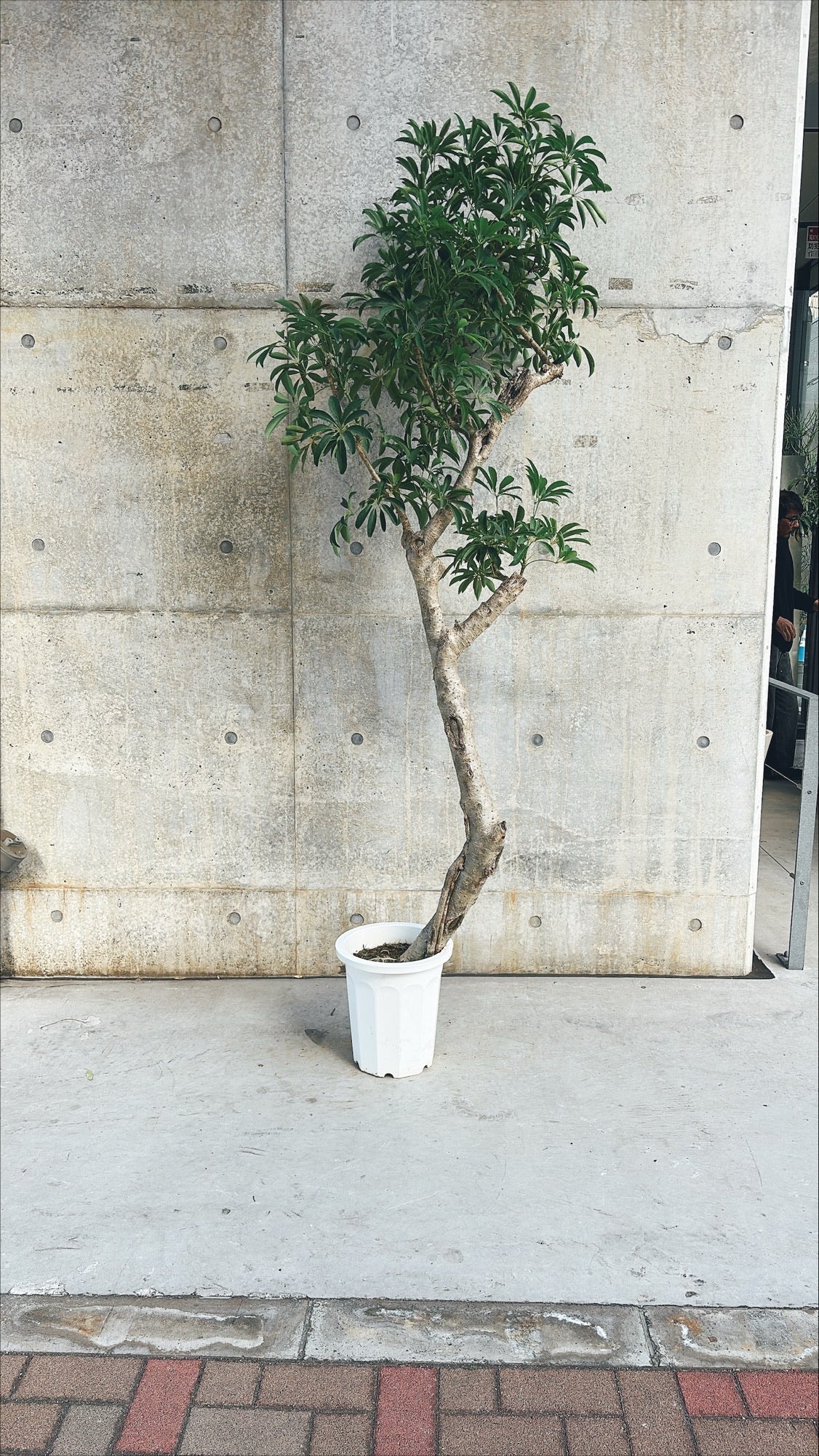 【東京都23区内の方のみ購入可】【送料無料】シェフレラ 10号F