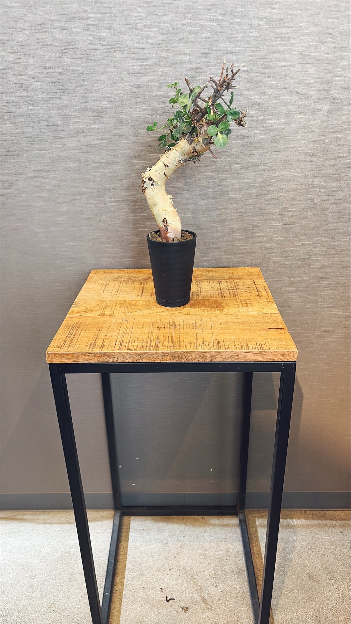 【東京都23区内の方のみ購入可】【送料無料】コミフォラ・カタフ 4号鉢